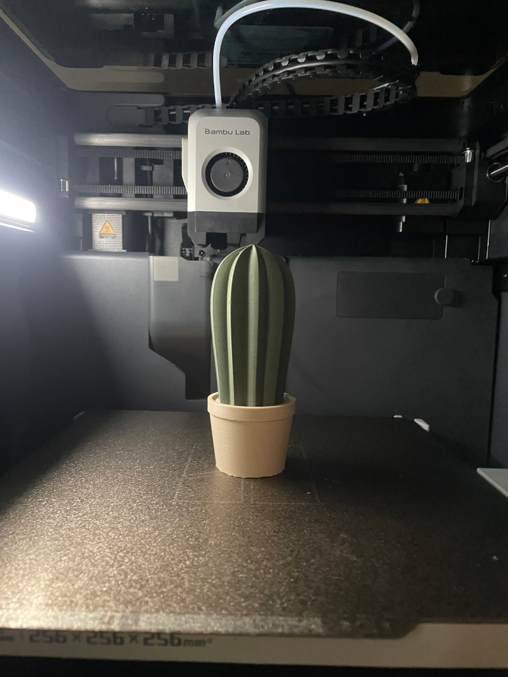 cactus in pots