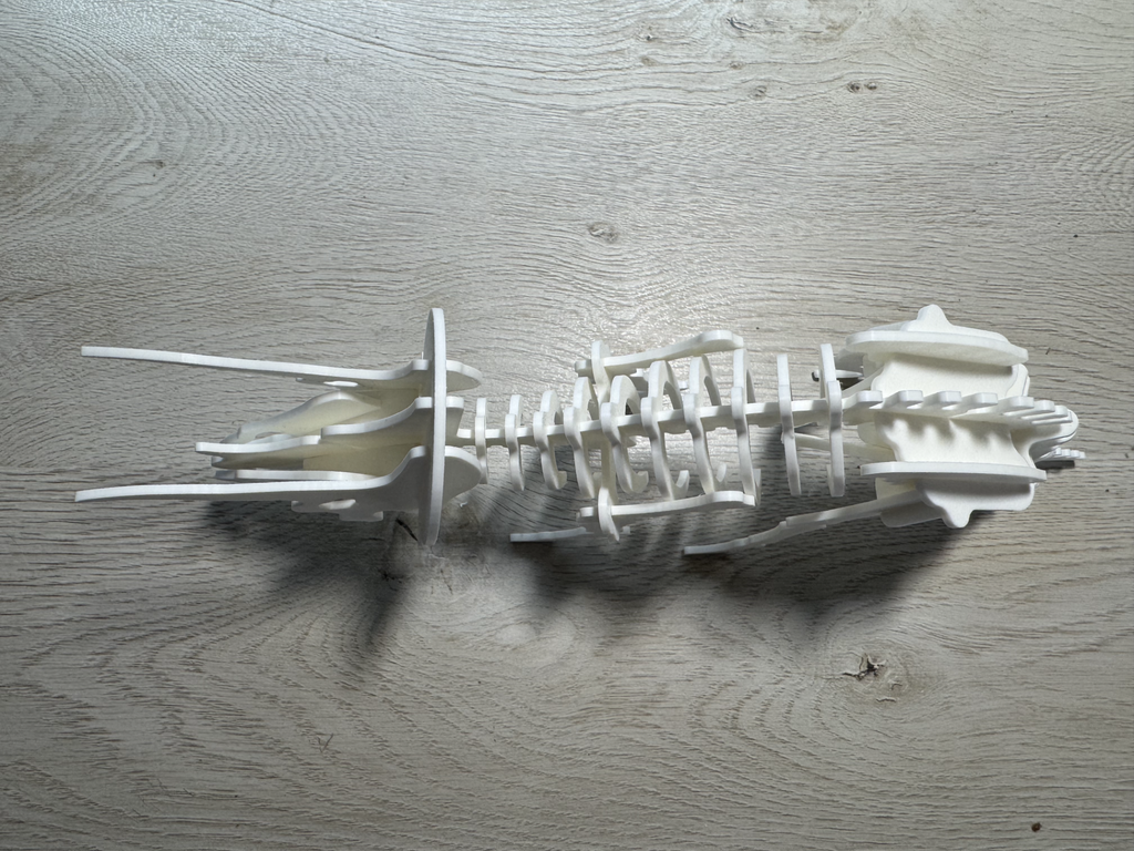 Triceratops Dinosaur Skeleton Puzzle