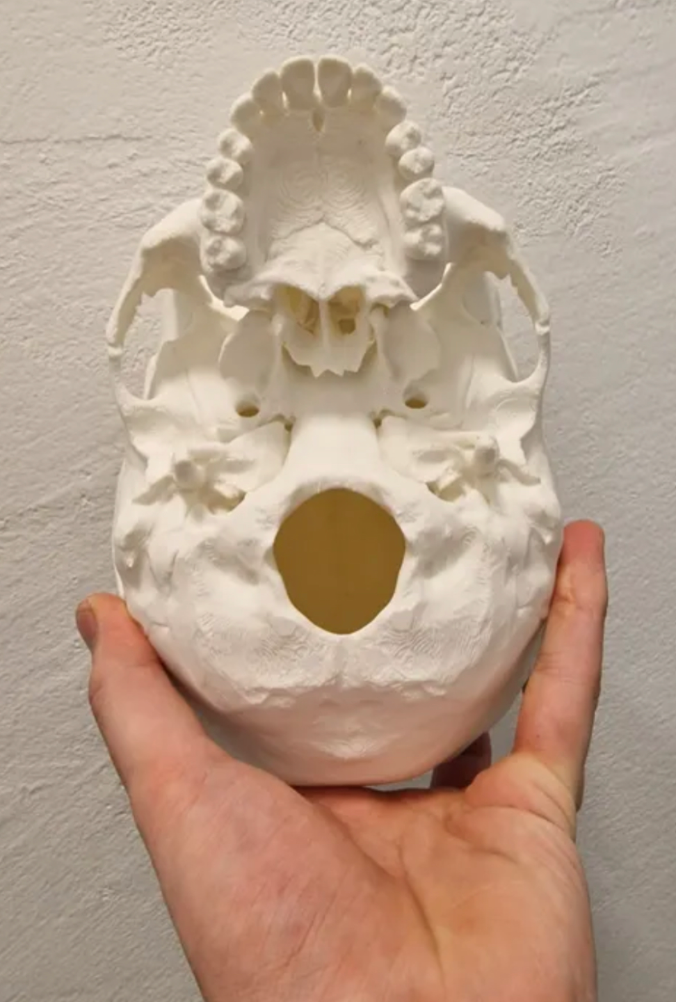 Human Skull, Anatomically Correct