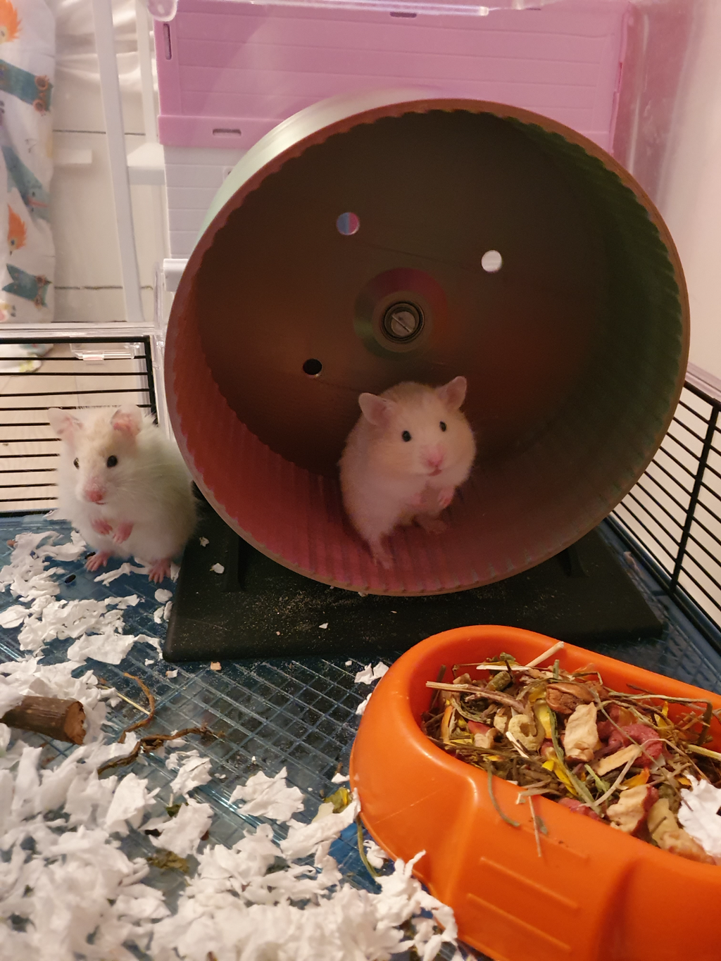 Hamster wheel