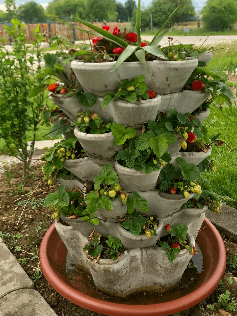 WuuYA TREE