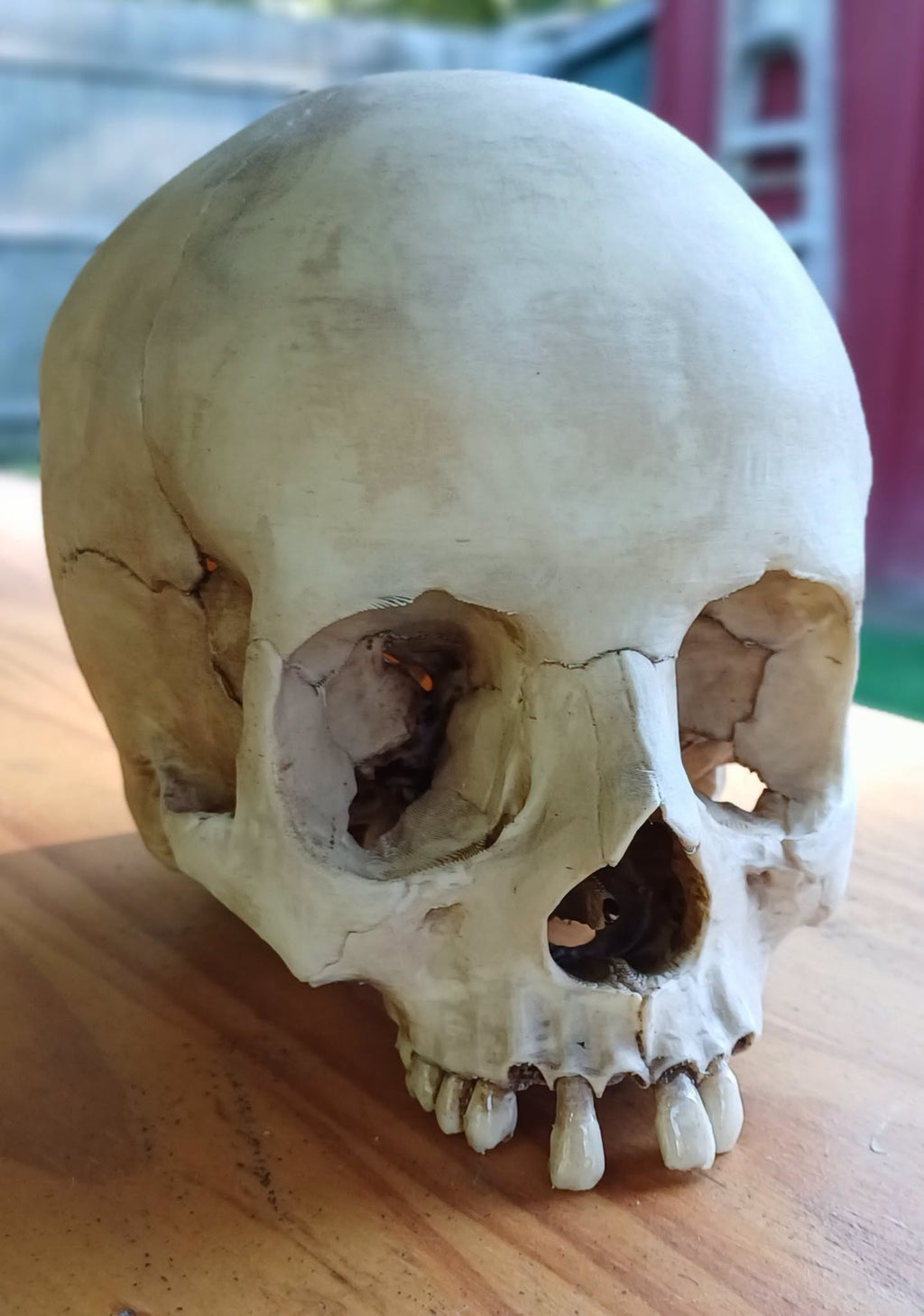 Skull with separate teeth