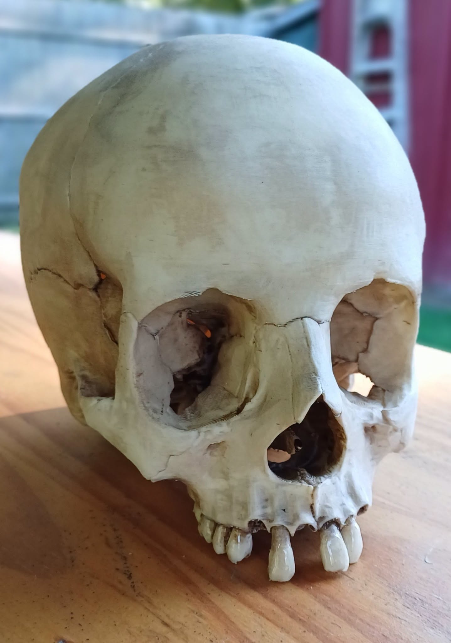 Skull with separate teeth
