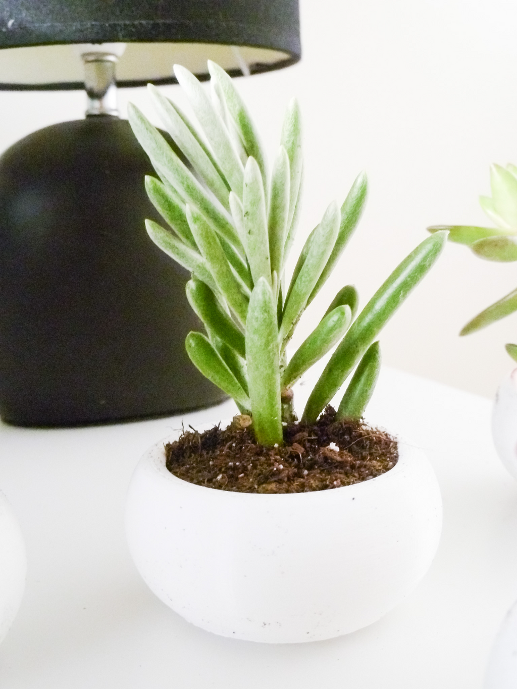 Mini Succulent Planter Bonsai Style