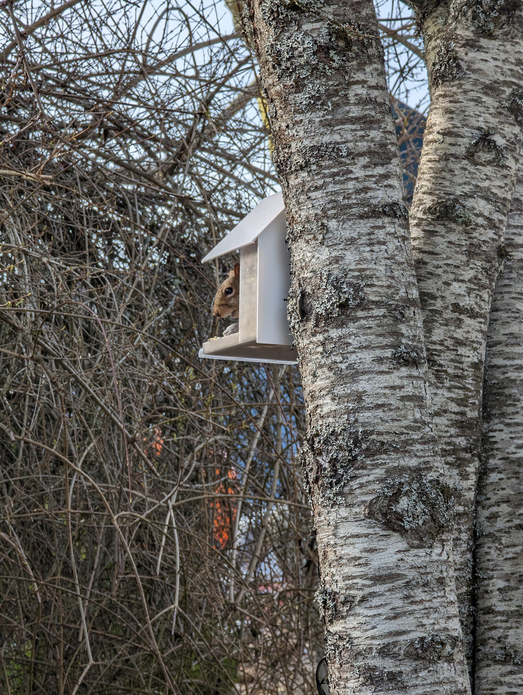 Parametric Bird Feeder For Wyze Cam and Similar