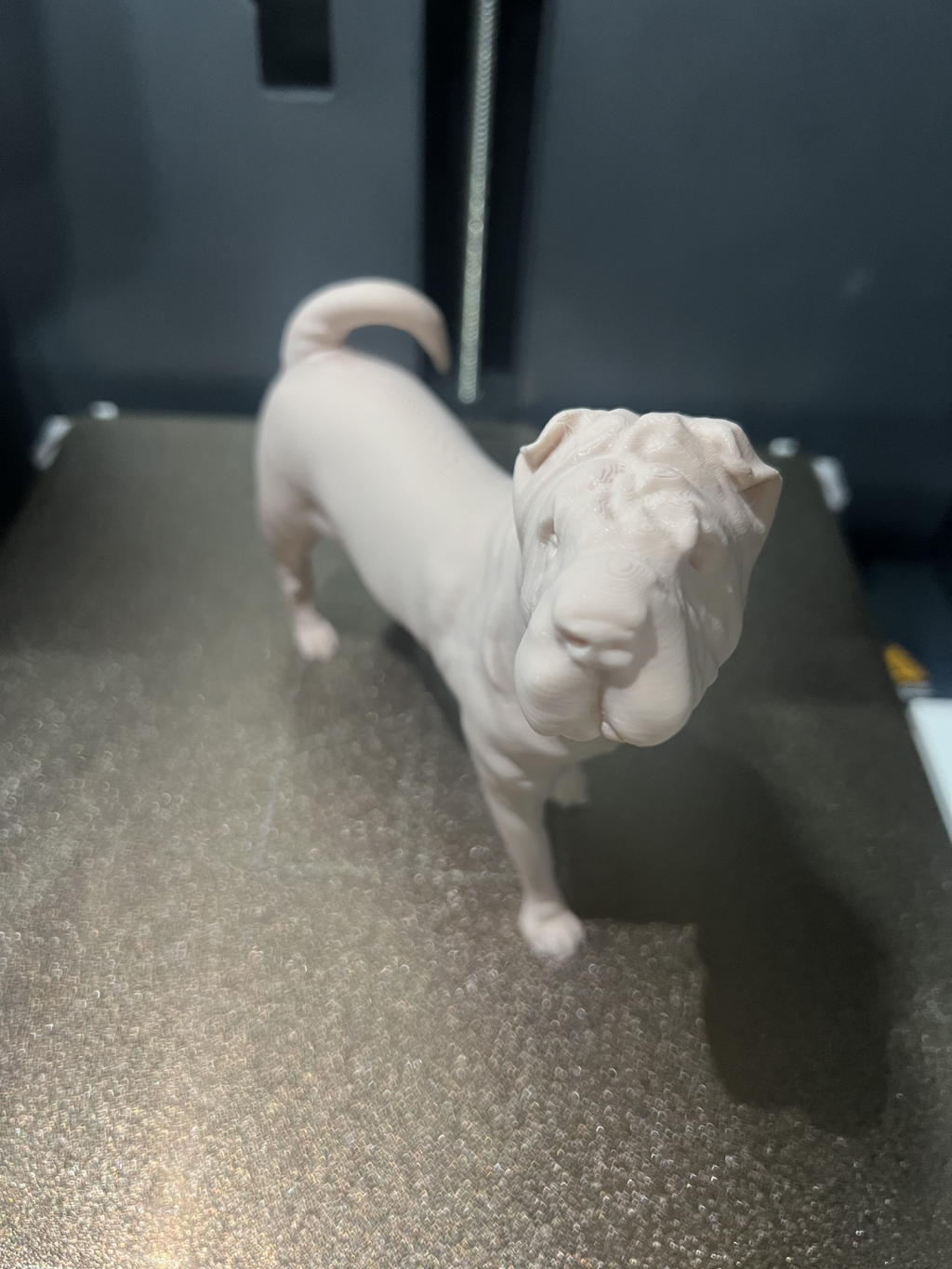 Shar Pei Dog