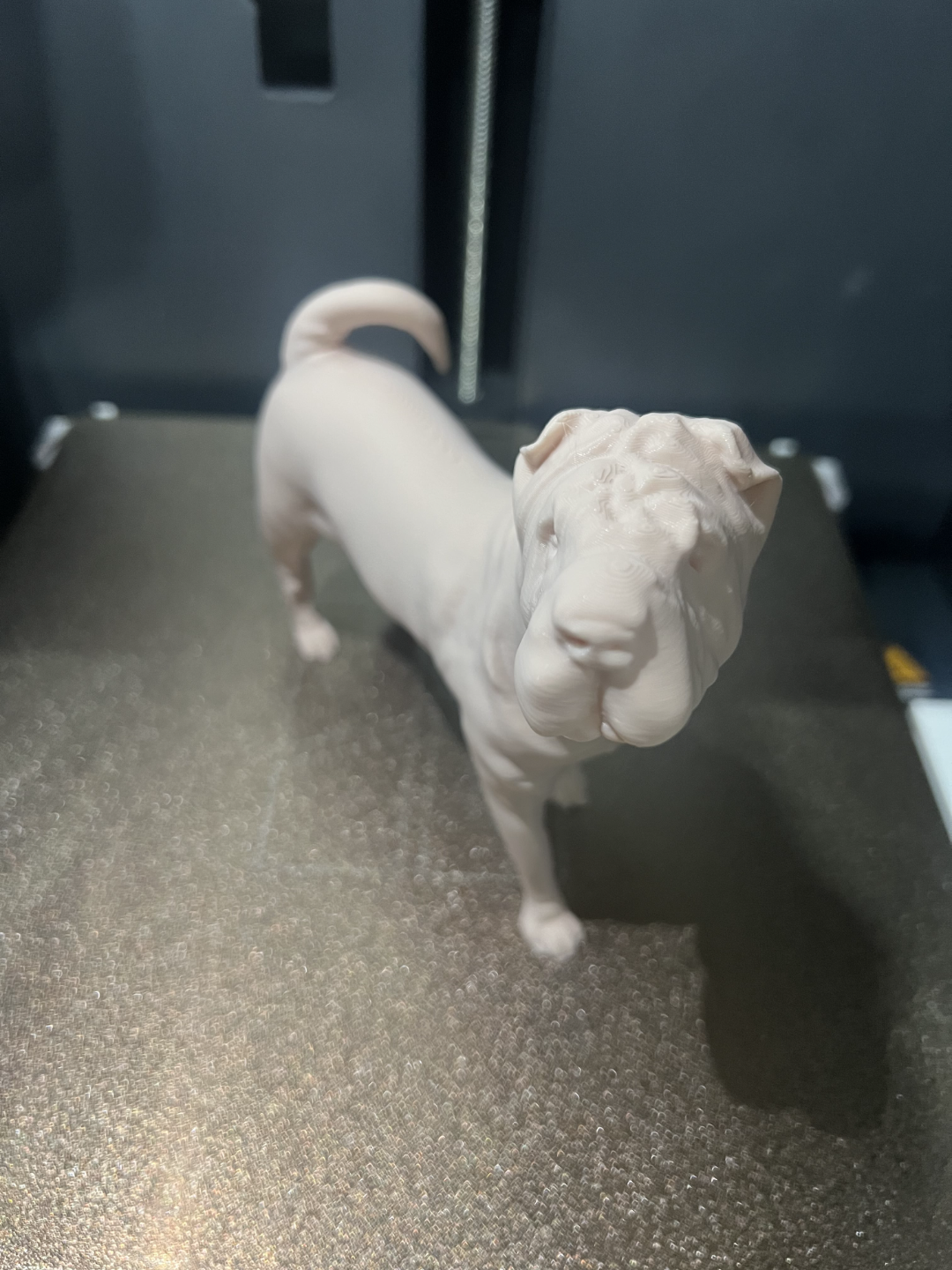 Shar Pei Dog