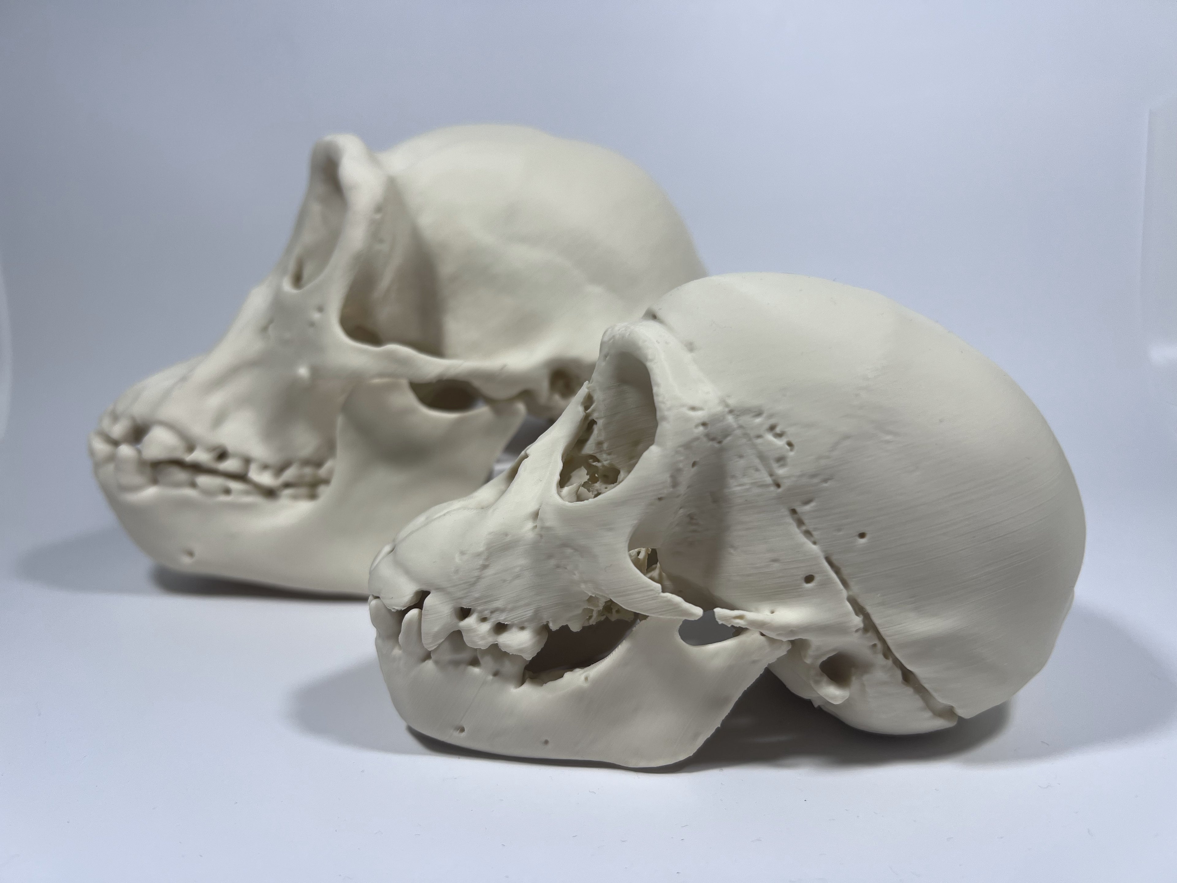 Adult Female Chimpanzee Cranium and Mandible