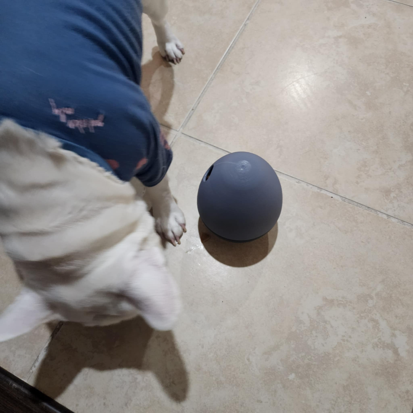 TreatNest - Dog Treat Dispenser