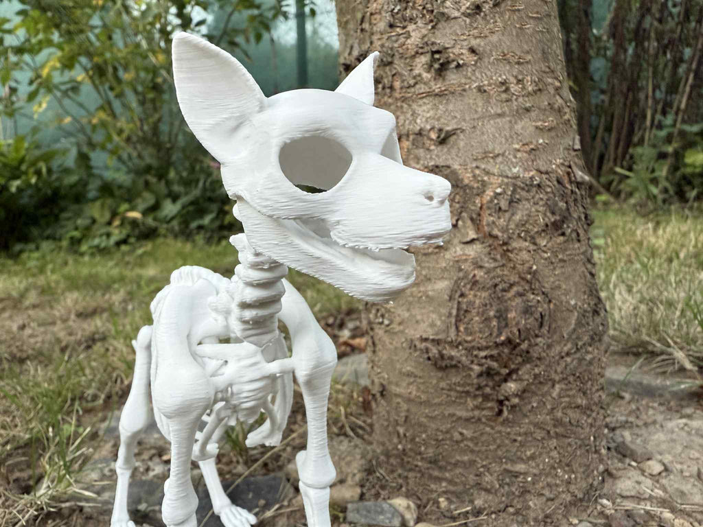 Dog skeleton