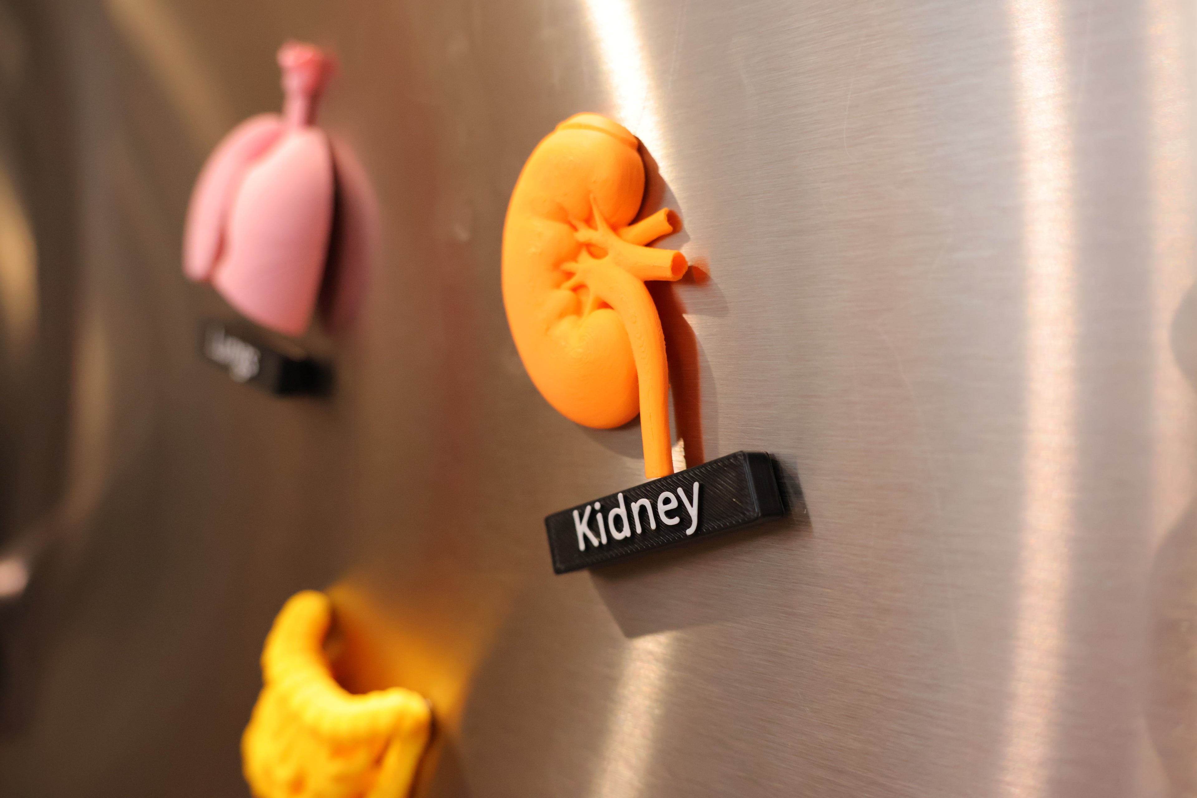 Anatomy Magnets