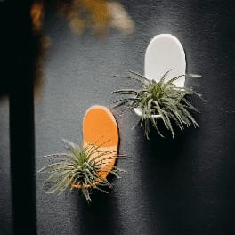 LOUNGE | Air Plant Holder Fridge Magnet