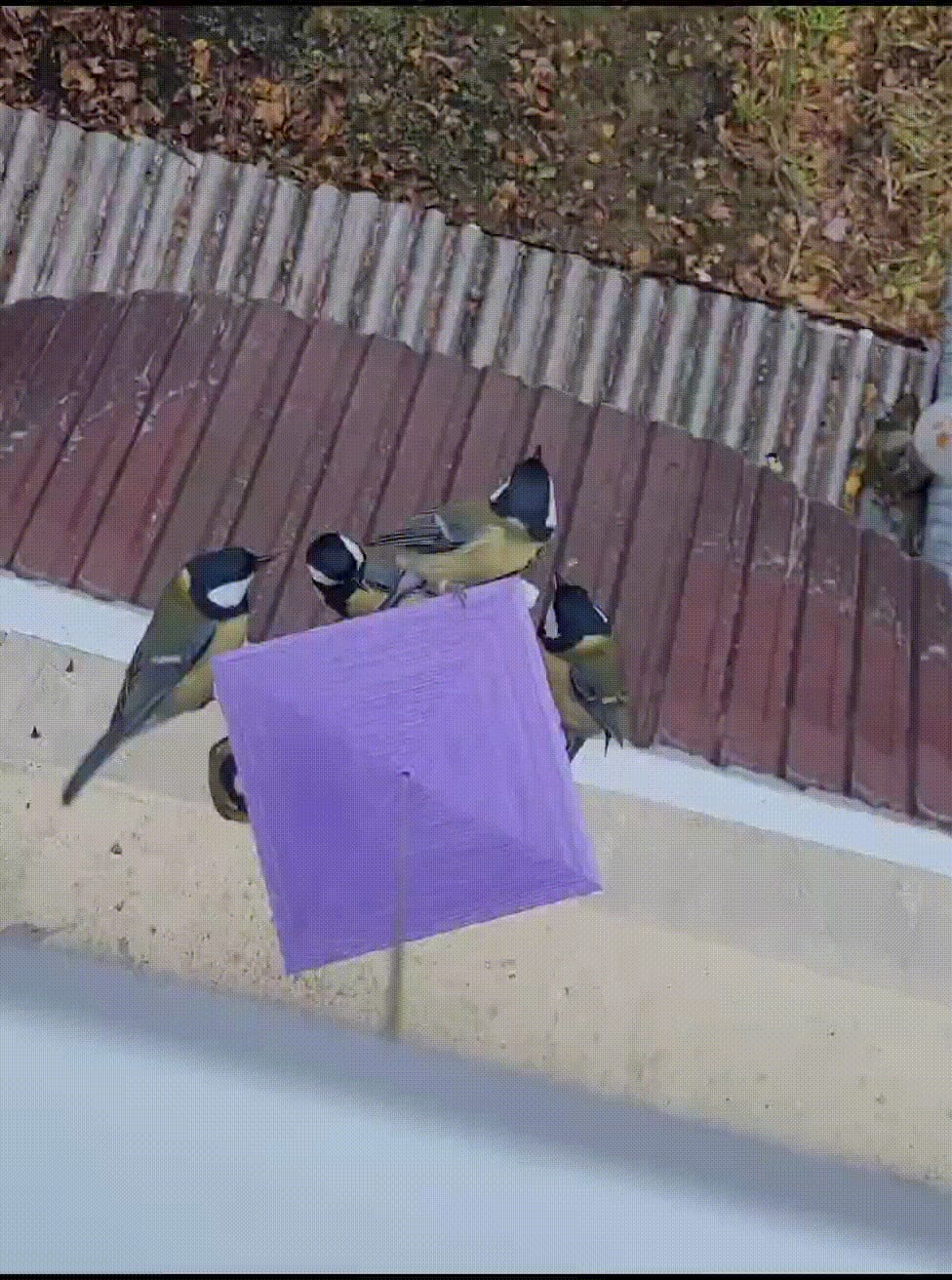 bird_feeder