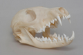 Fox Skull