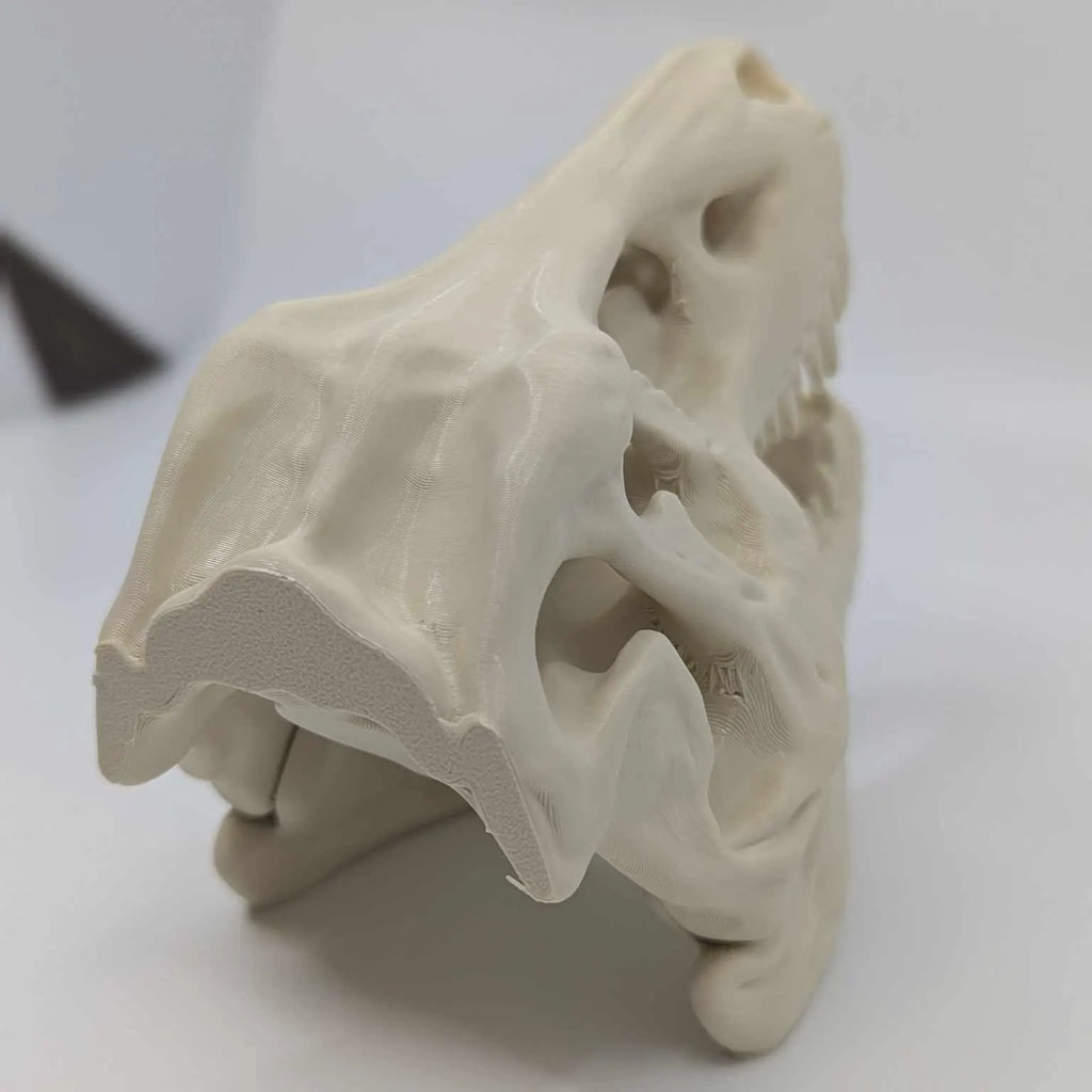 The T-Rex Skull Reptile, Arachnid, Snake Hide