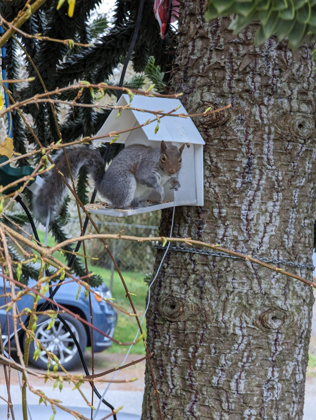 Parametric Bird Feeder For Wyze Cam and Similar