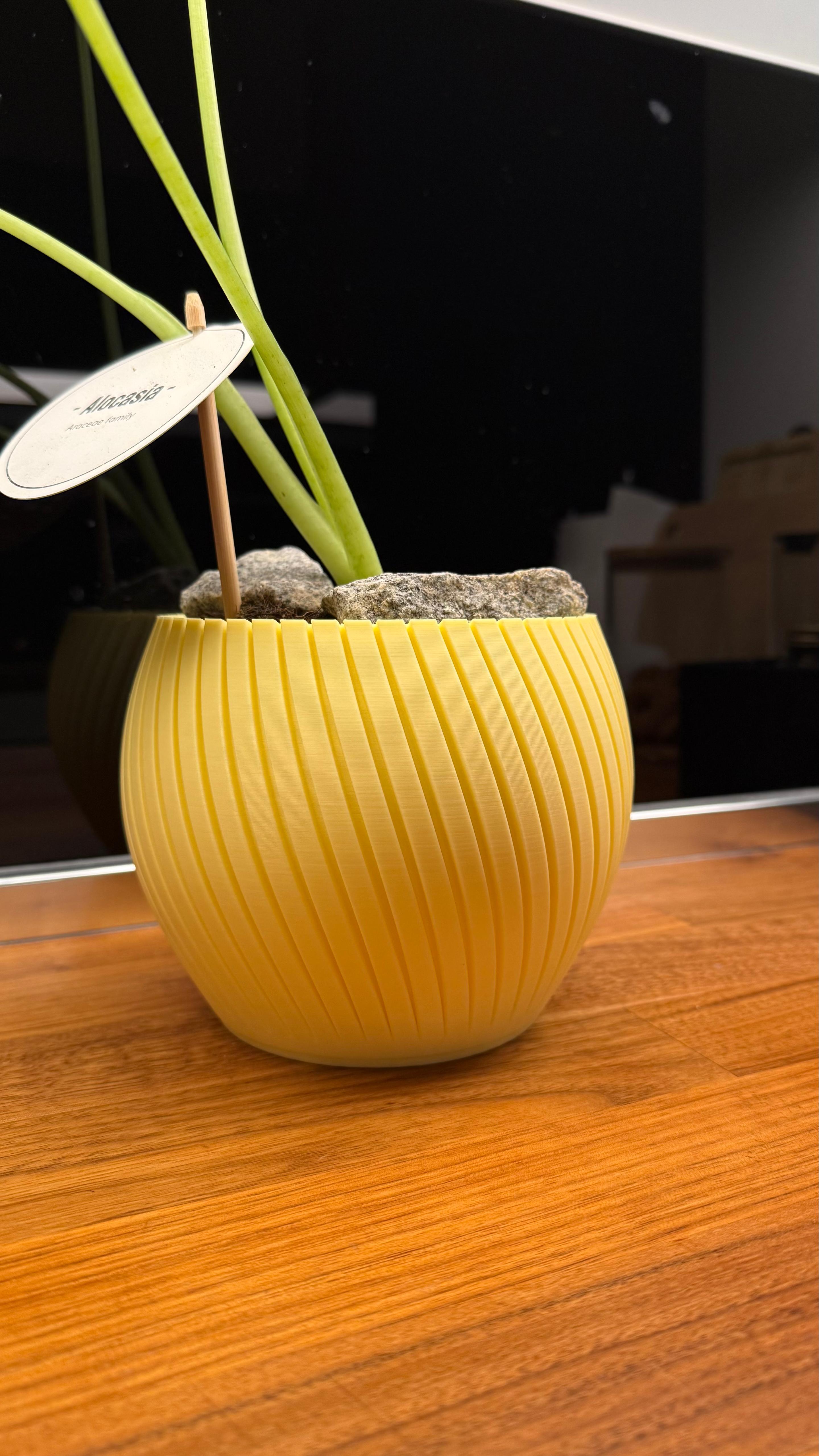 Flower - Plant Pot ( Medium Size )