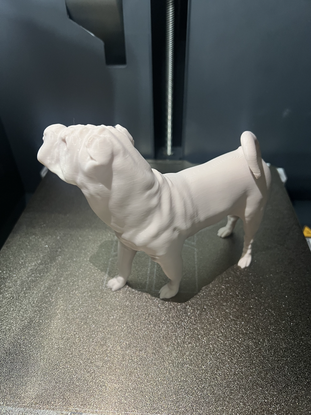 Shar Pei Dog