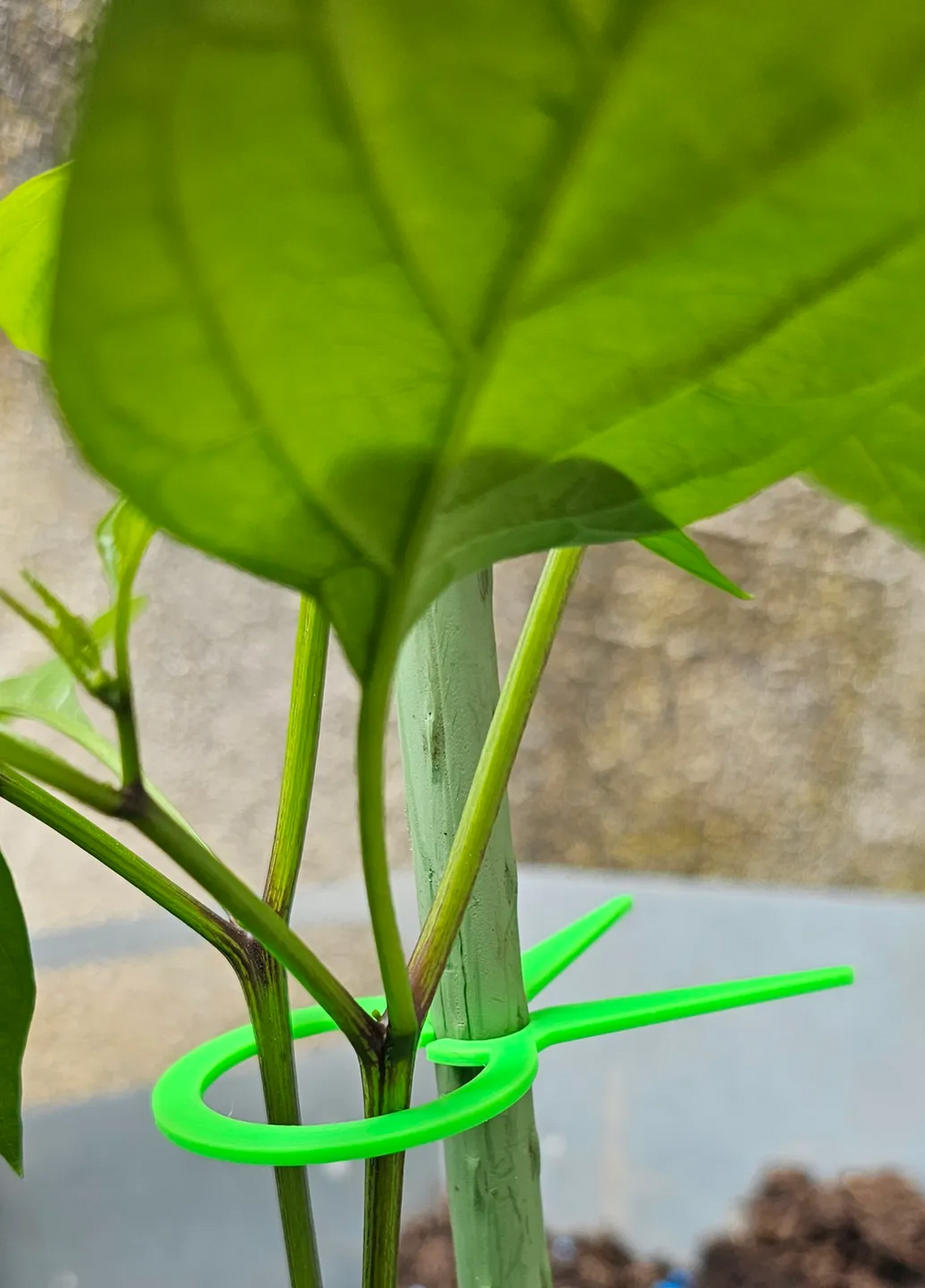 PflanzenClip / Plant Clip