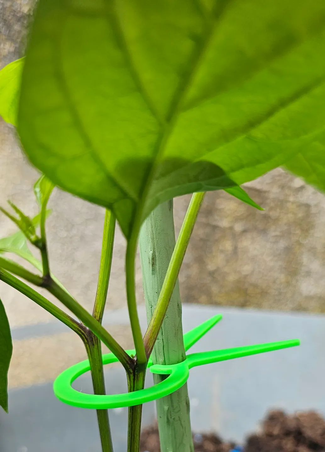 PflanzenClip / Plant Clip