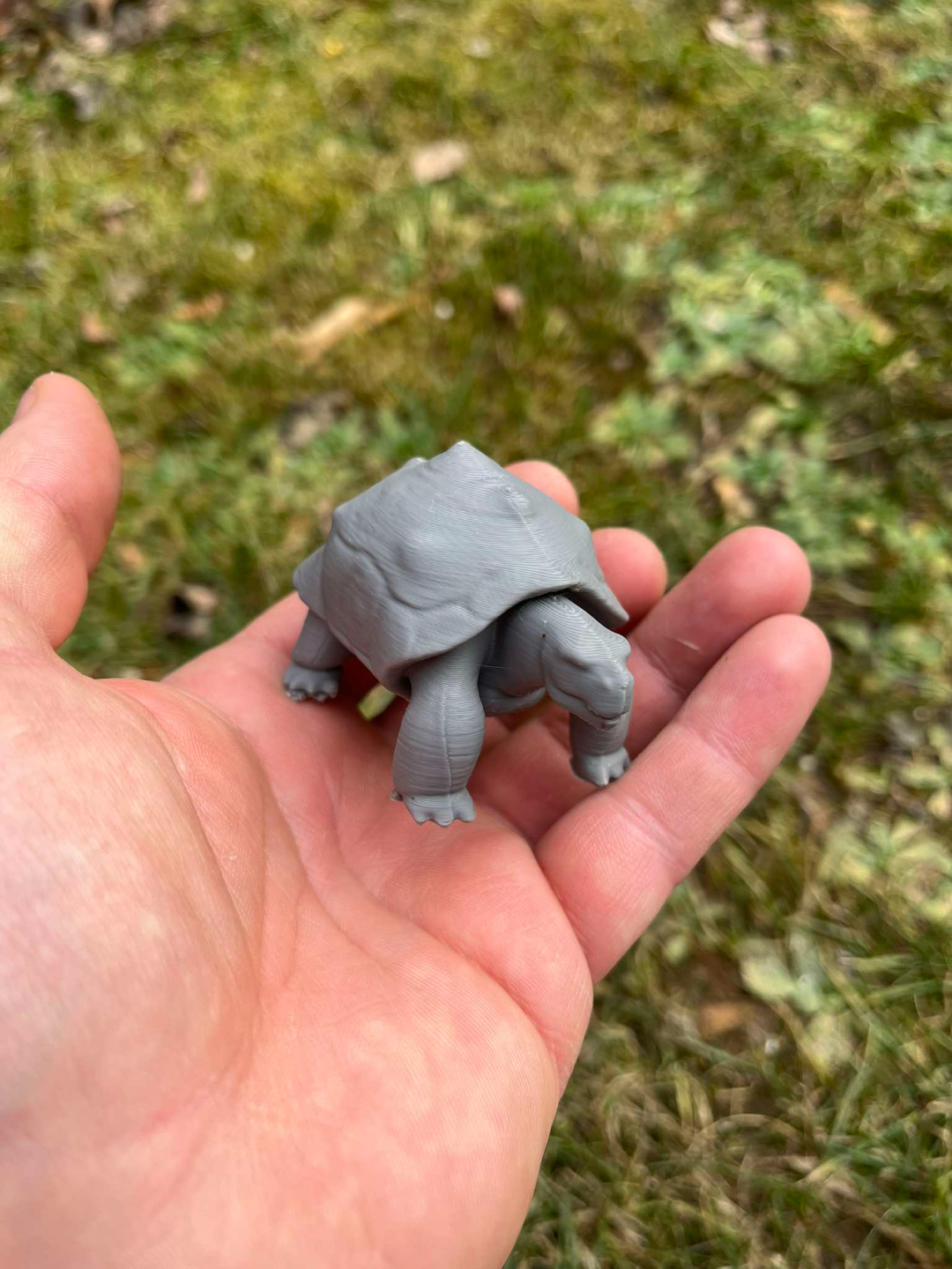 Land turtle