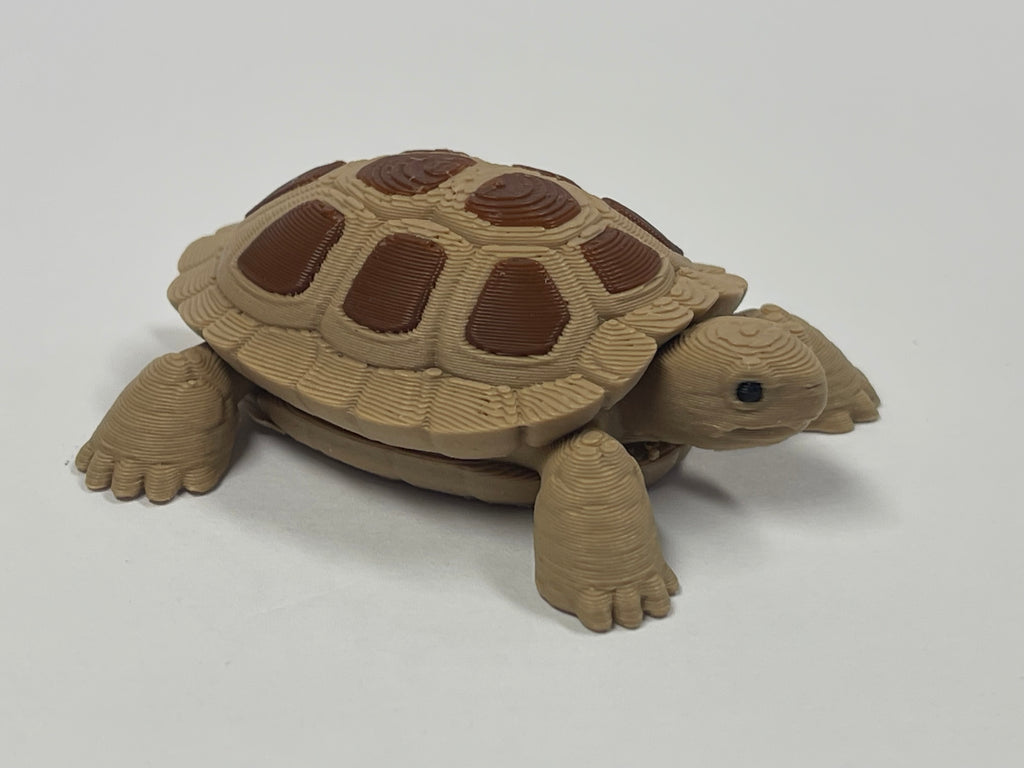 Fun Little Turtle
