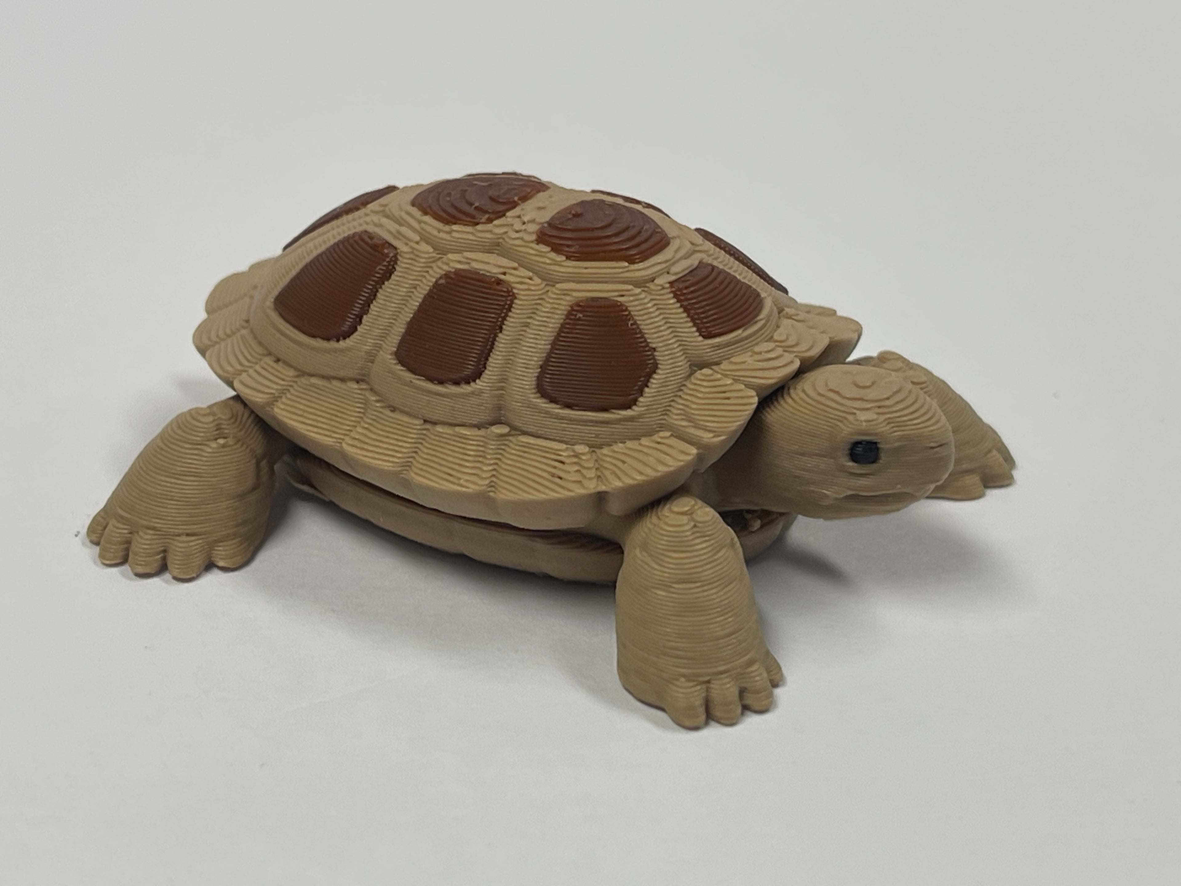 Fun Little Turtle