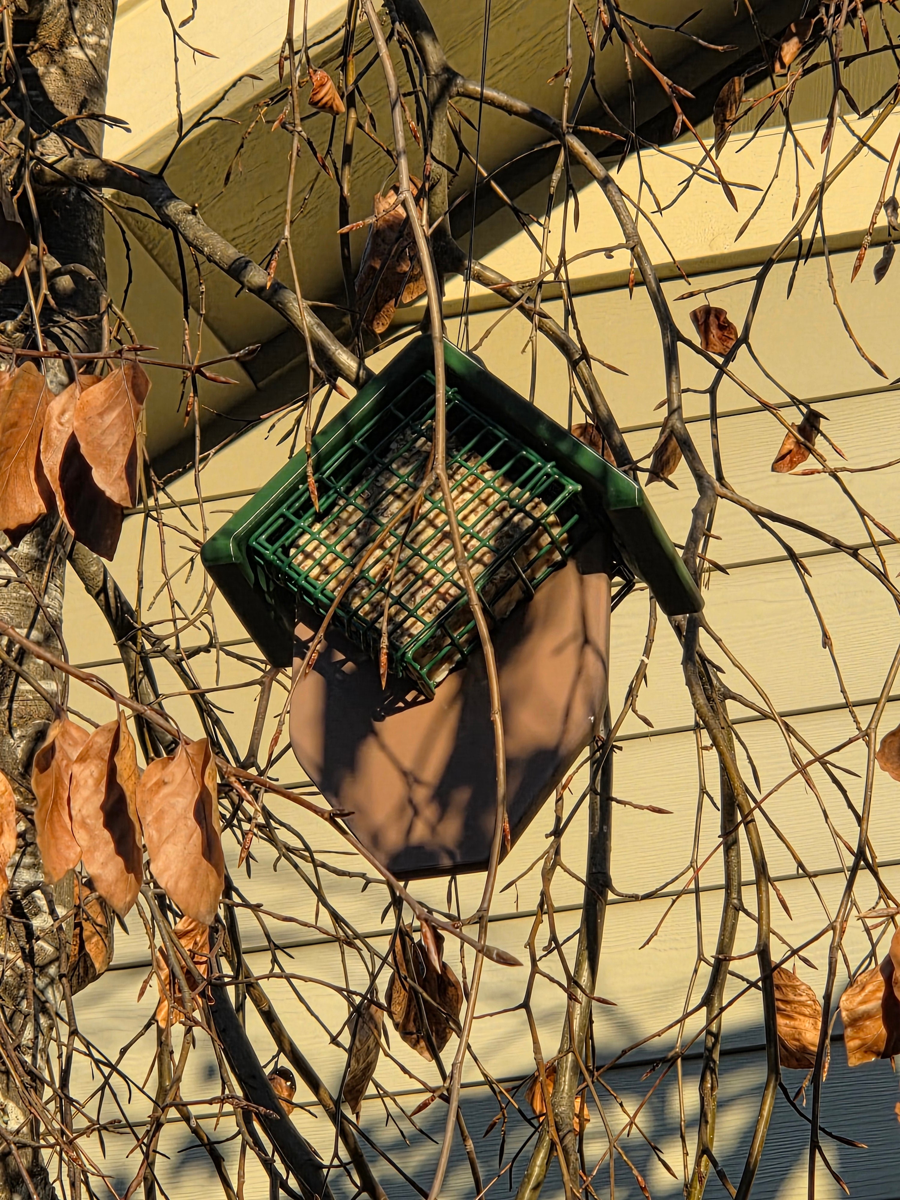 Double Suet Tail-Prop Feeder Great for Woodpeckers
