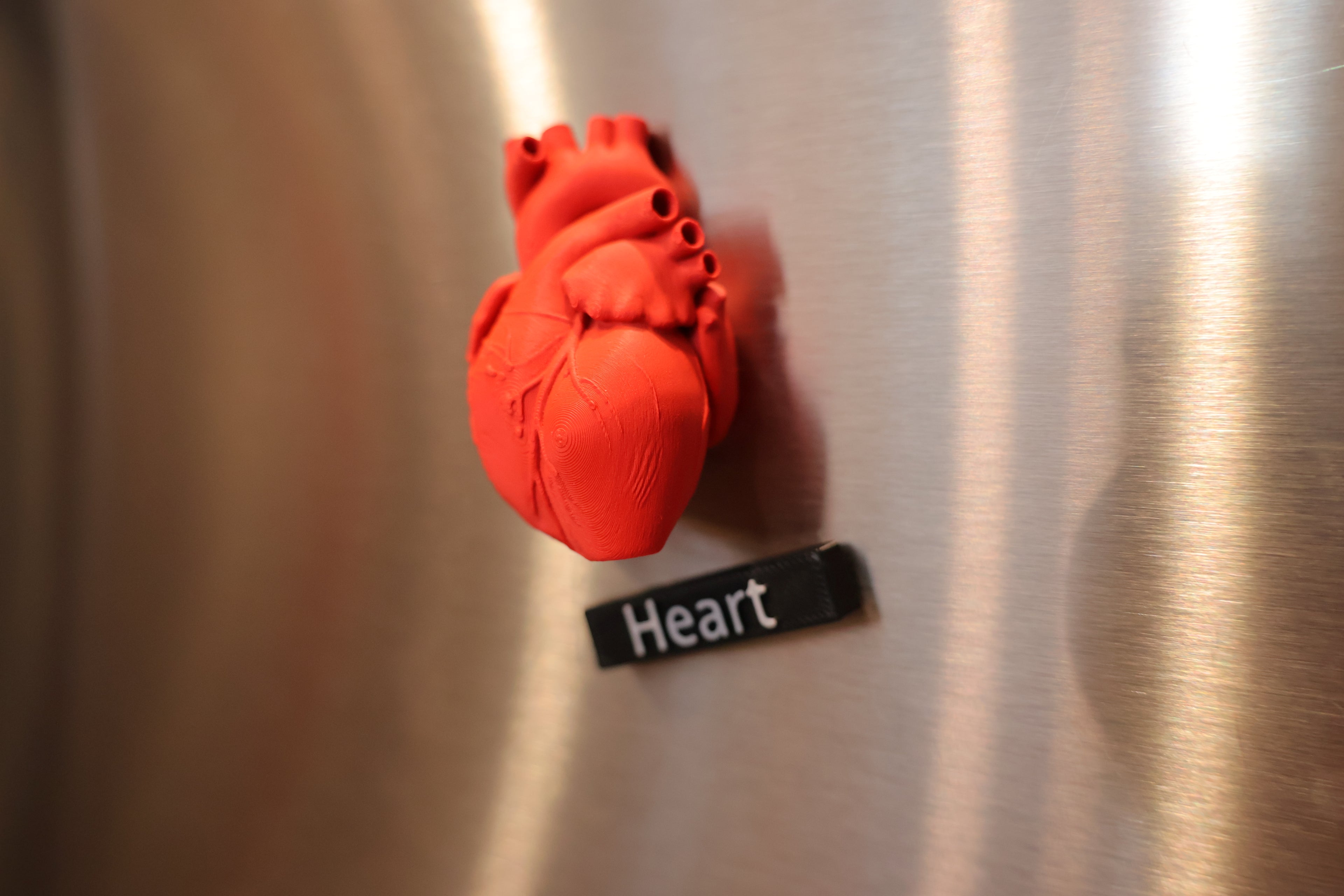 Anatomy Magnets