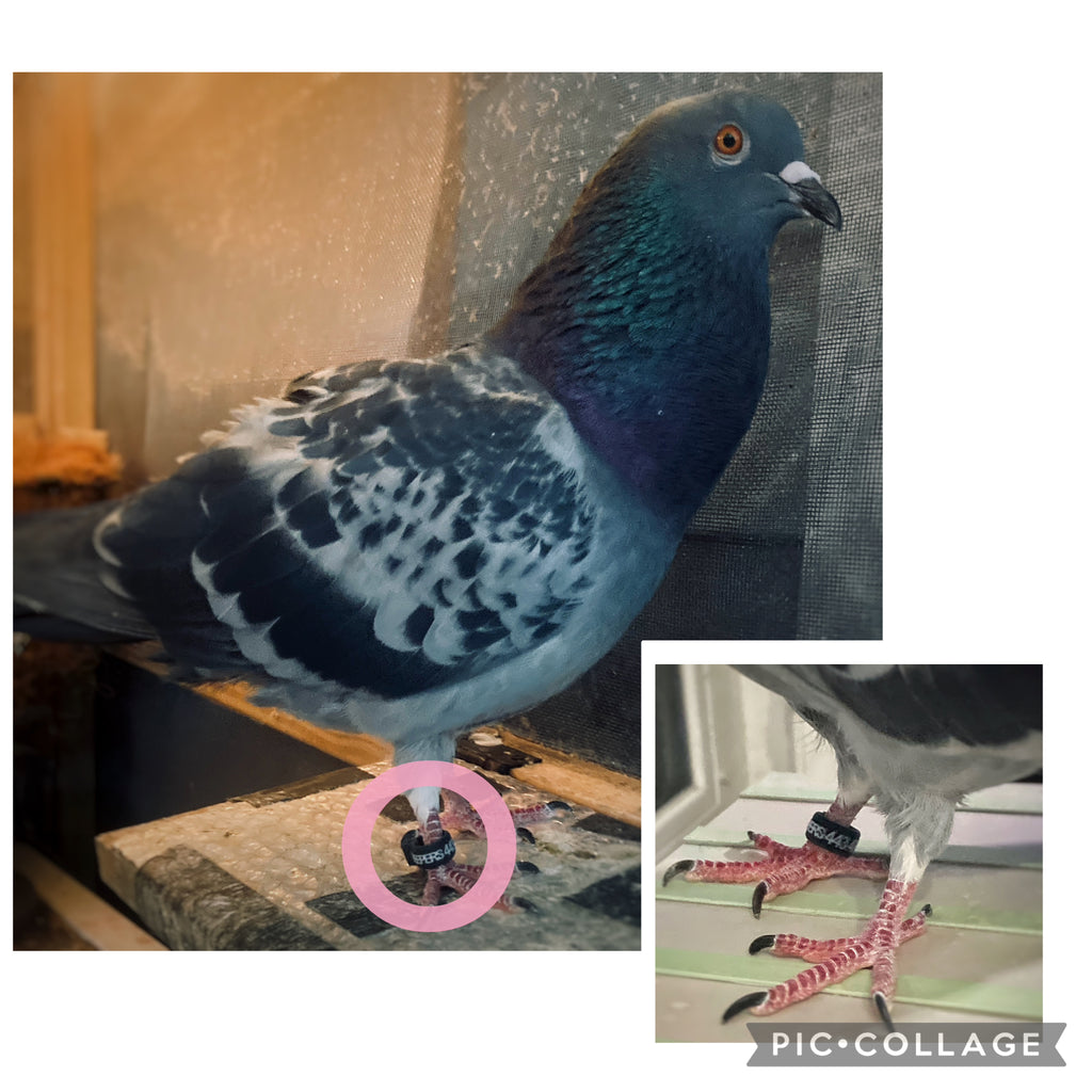 Custom Bird Leg Band- Chicken, Pigeon, Quail, etc.