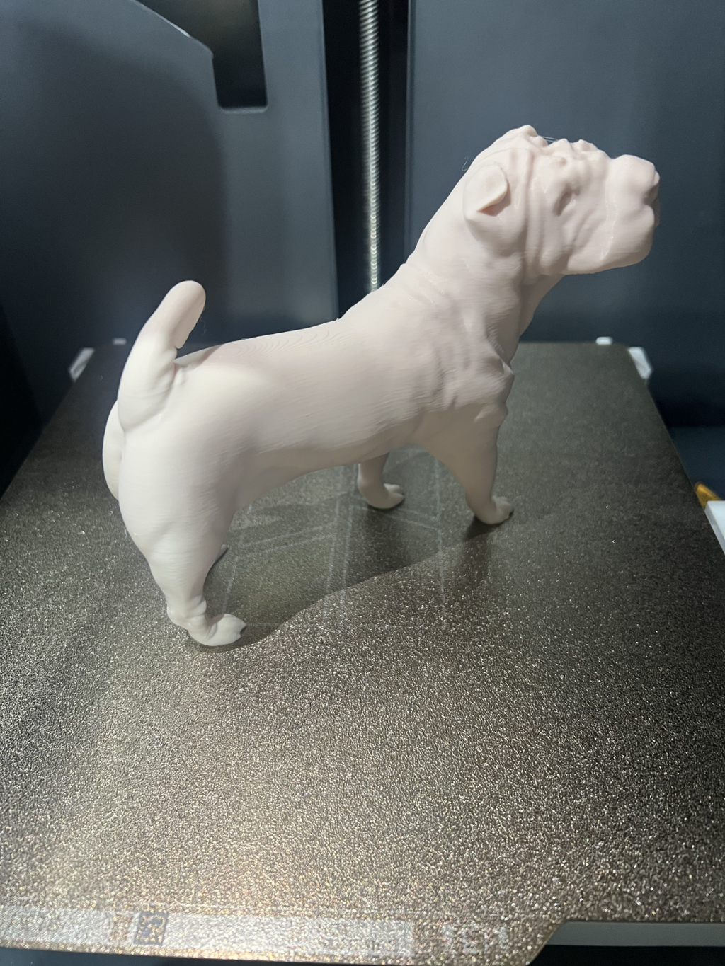 Shar Pei Dog