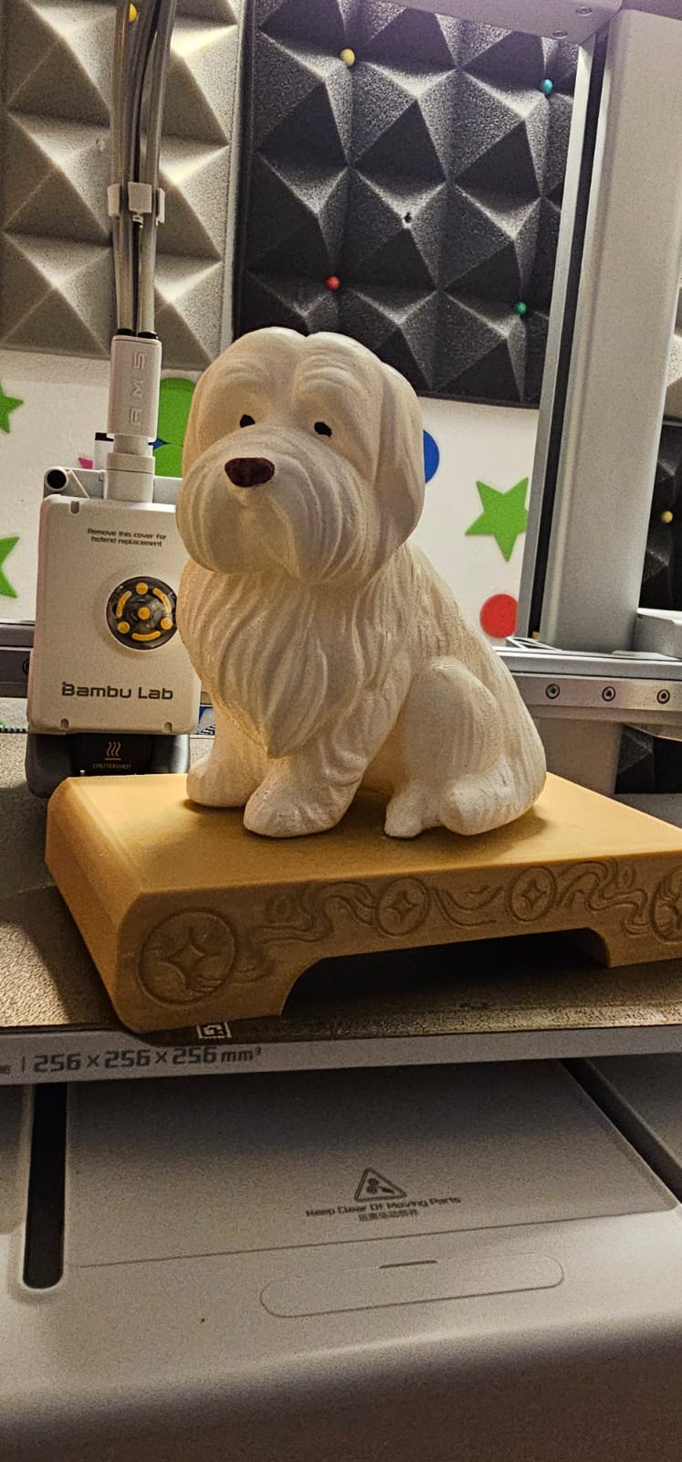 BICHON HABANERO