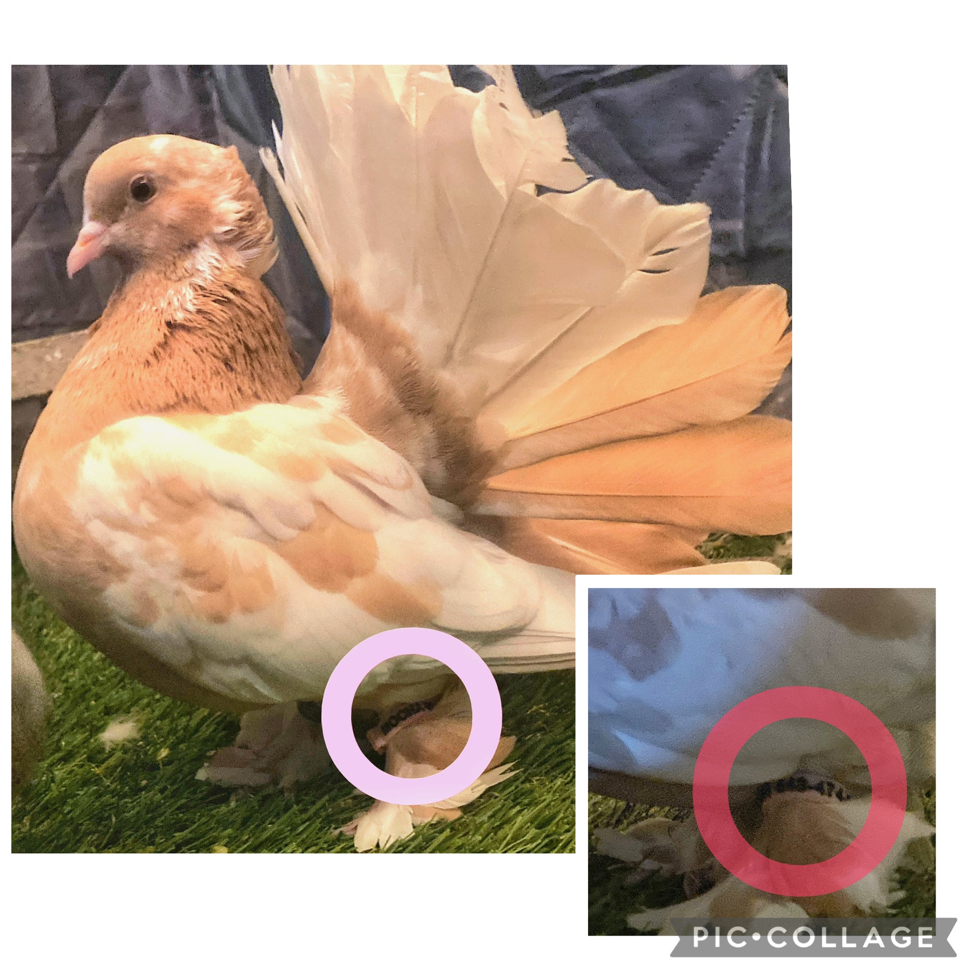 Custom Bird Leg Band- Chicken, Pigeon, Quail, etc.