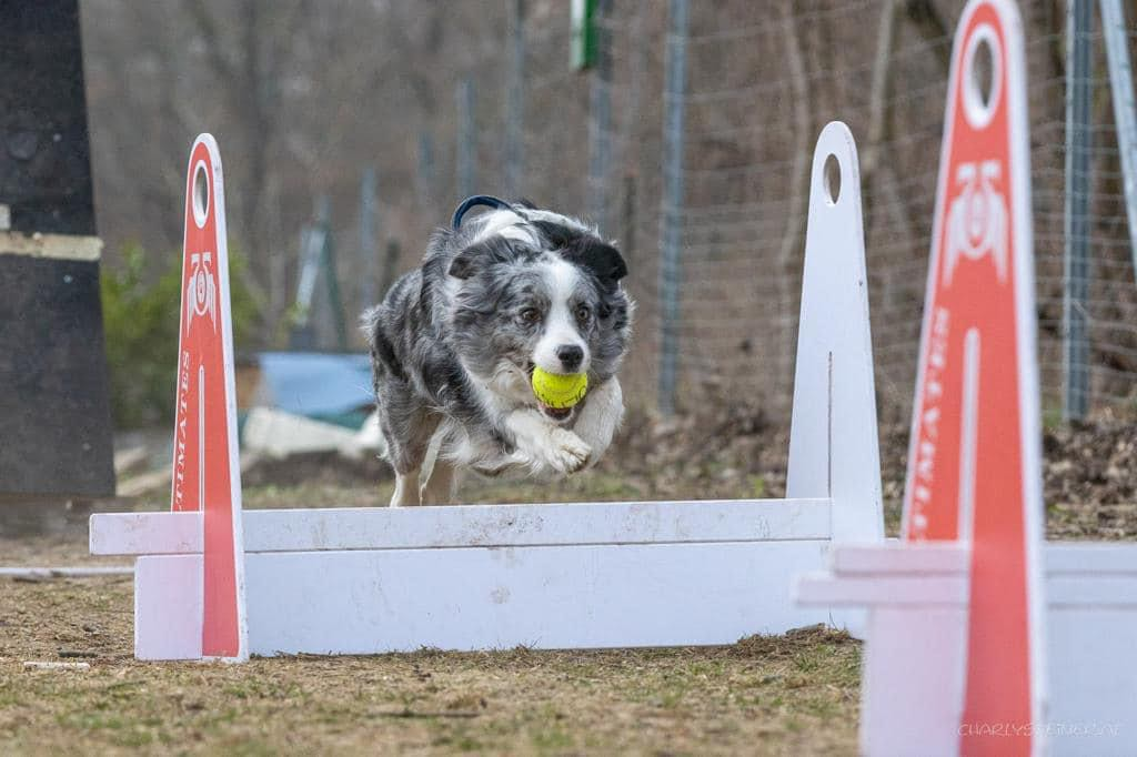 Flyball Obstacle