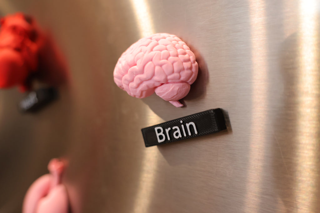 Anatomy Magnets