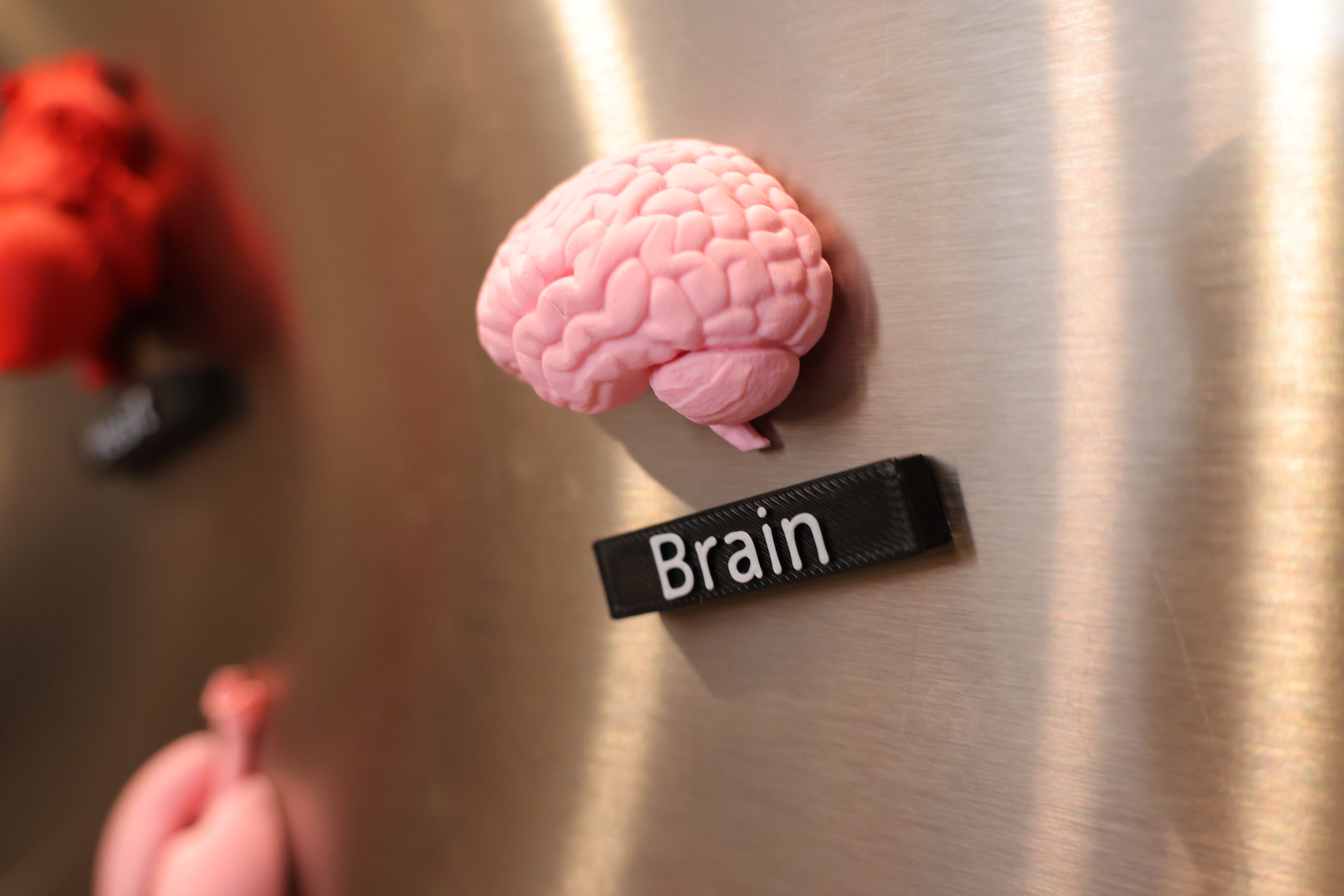 Anatomy Magnets