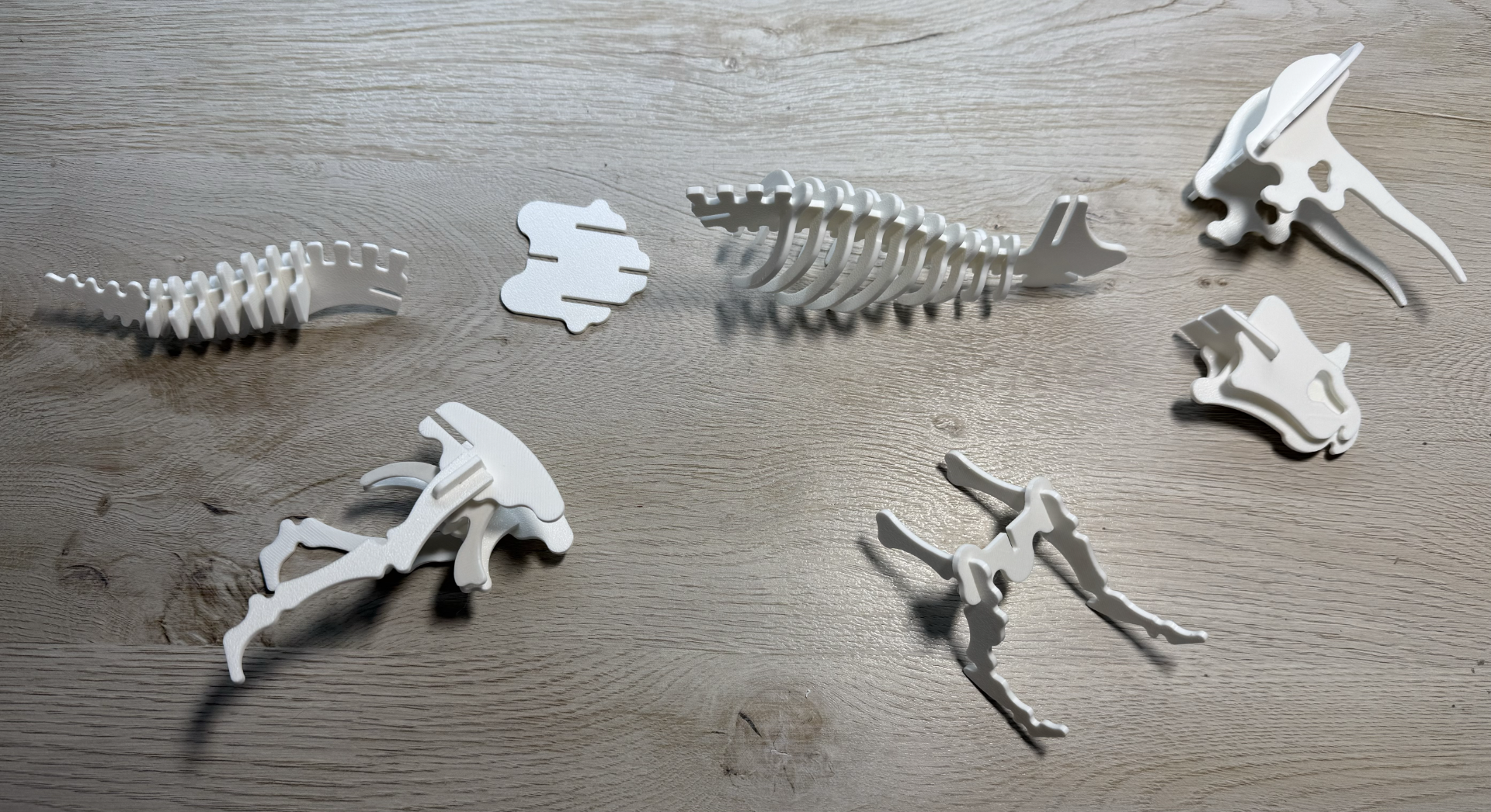 Triceratops Dinosaur Skeleton Puzzle