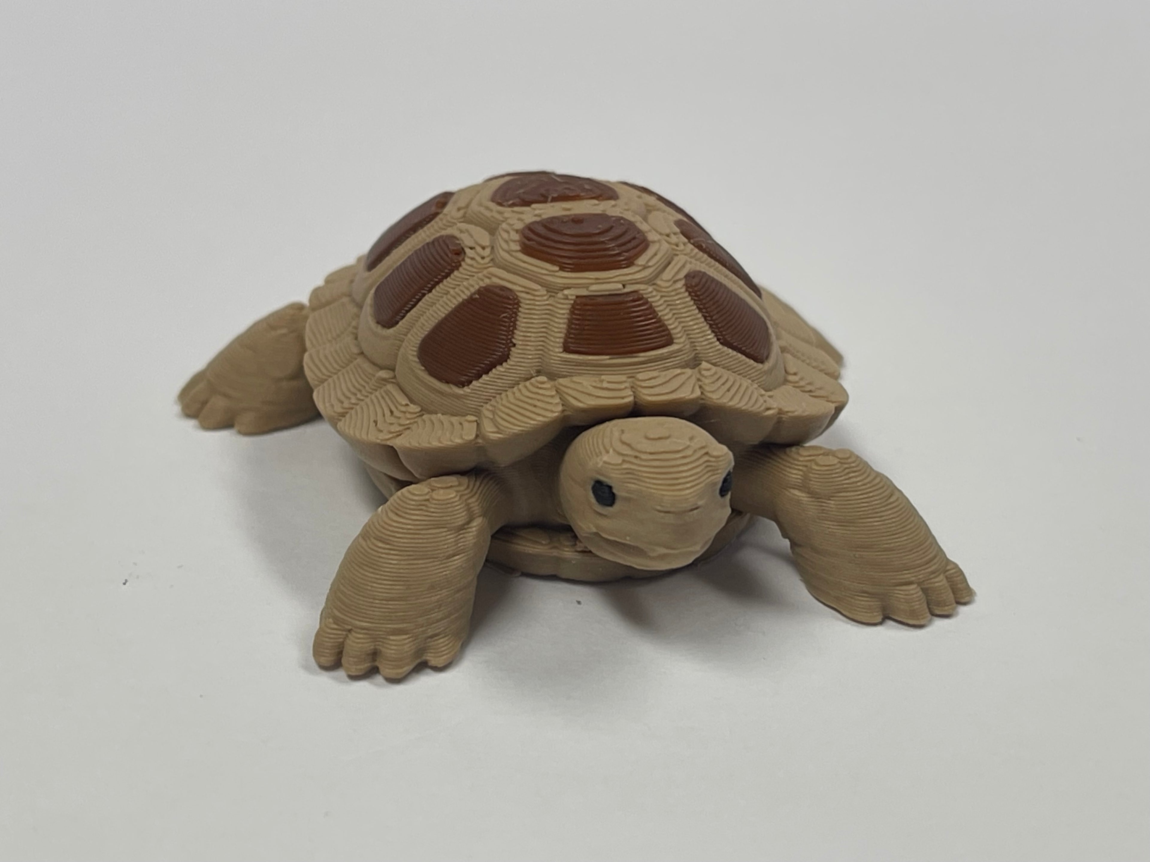 Fun Little Turtle