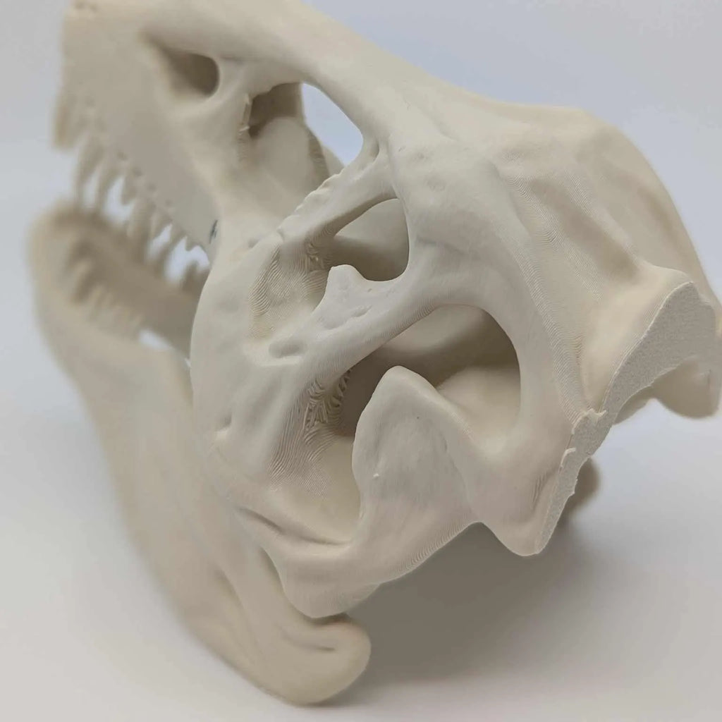 The T-Rex Skull Reptile, Arachnid, Snake Hide