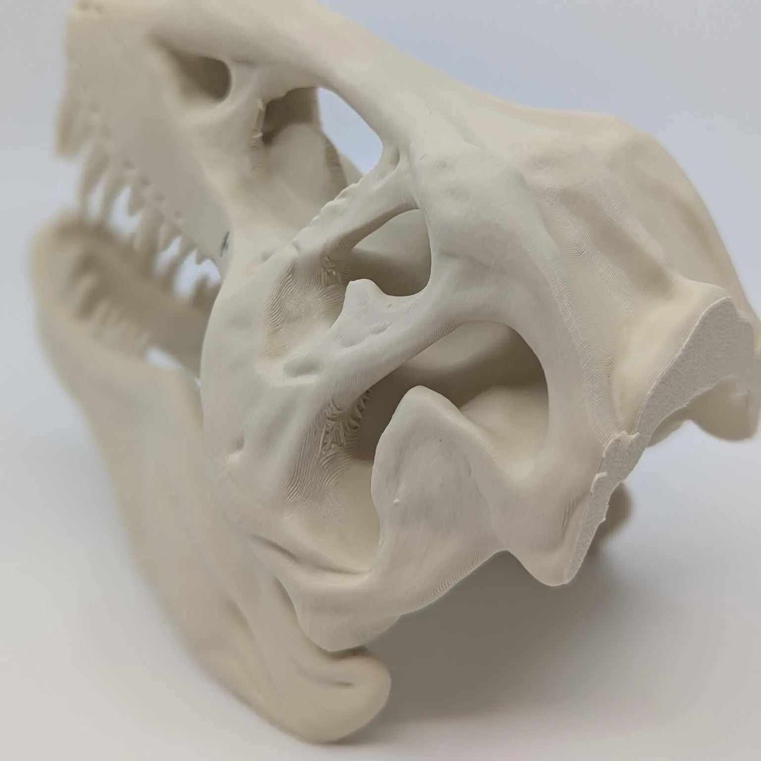 The T-Rex Skull Reptile, Arachnid, Snake Hide