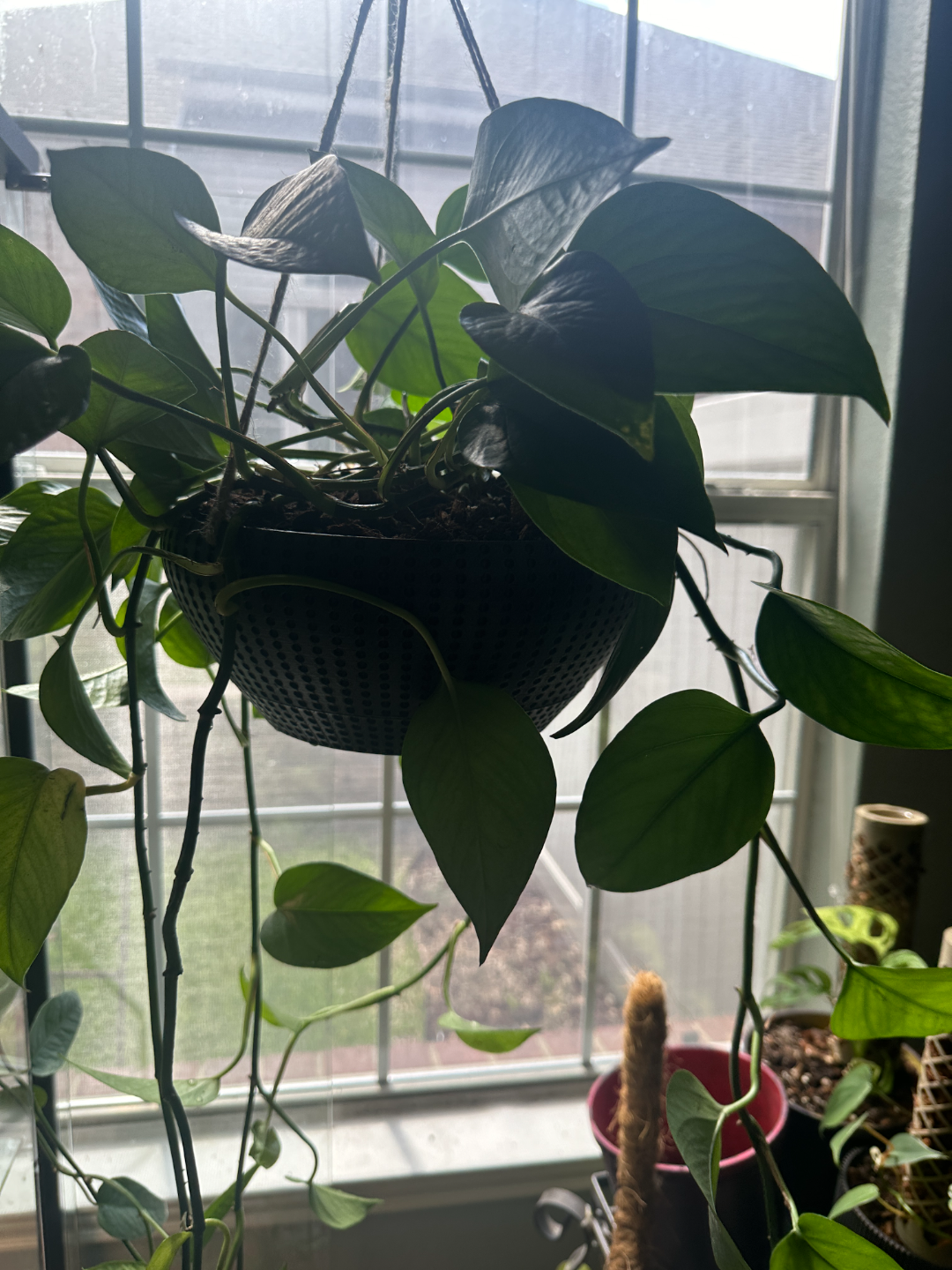Hanging Planter with twist drip pan