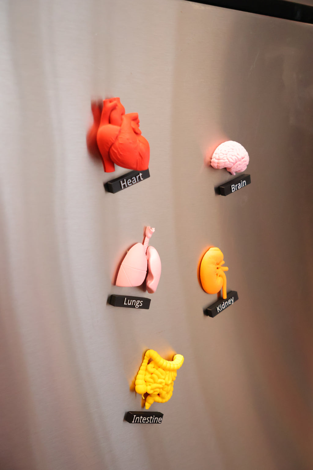 Anatomy Magnets