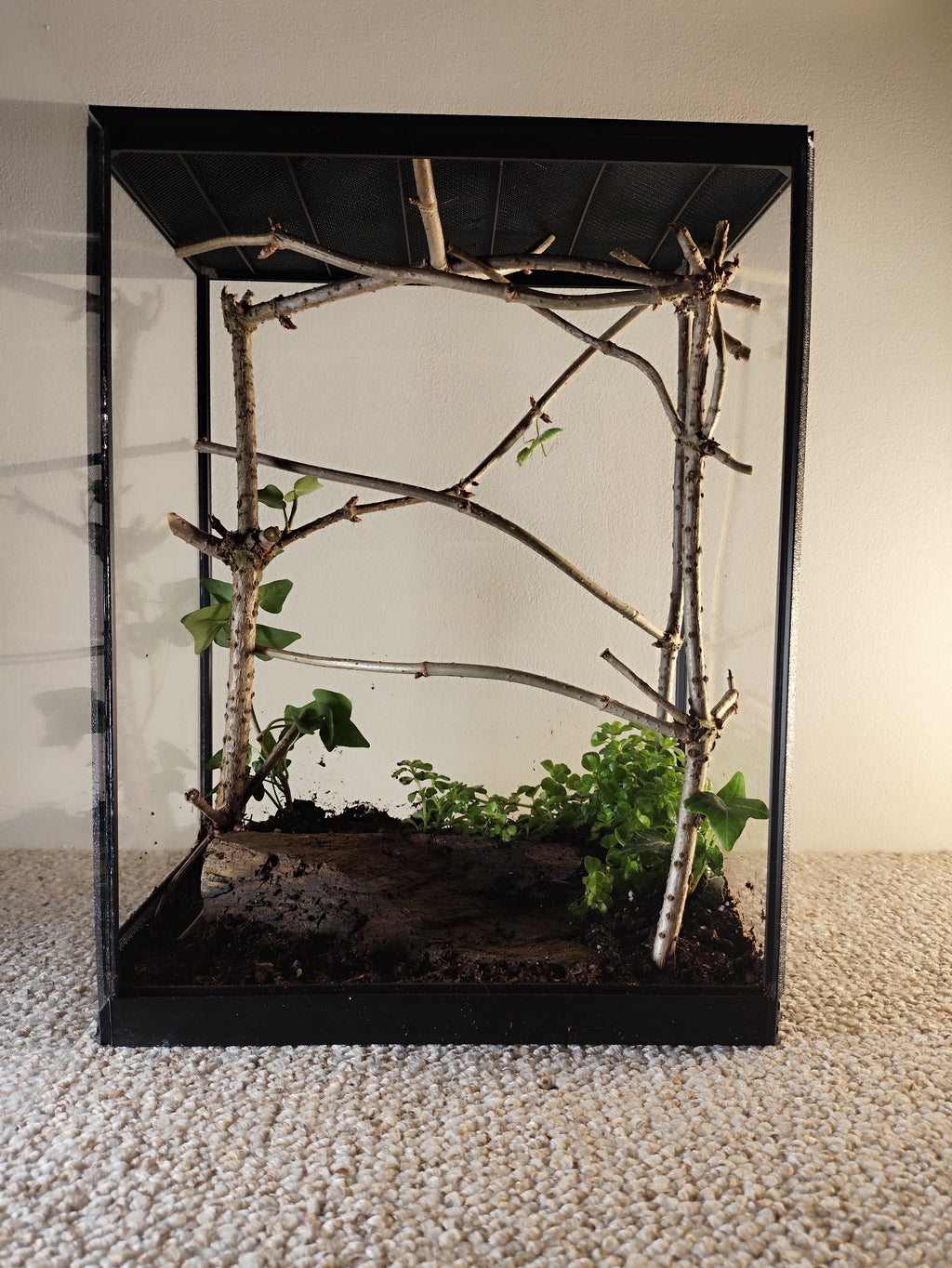 Terarrium 32 × 25 × 15 cm - Insectarium