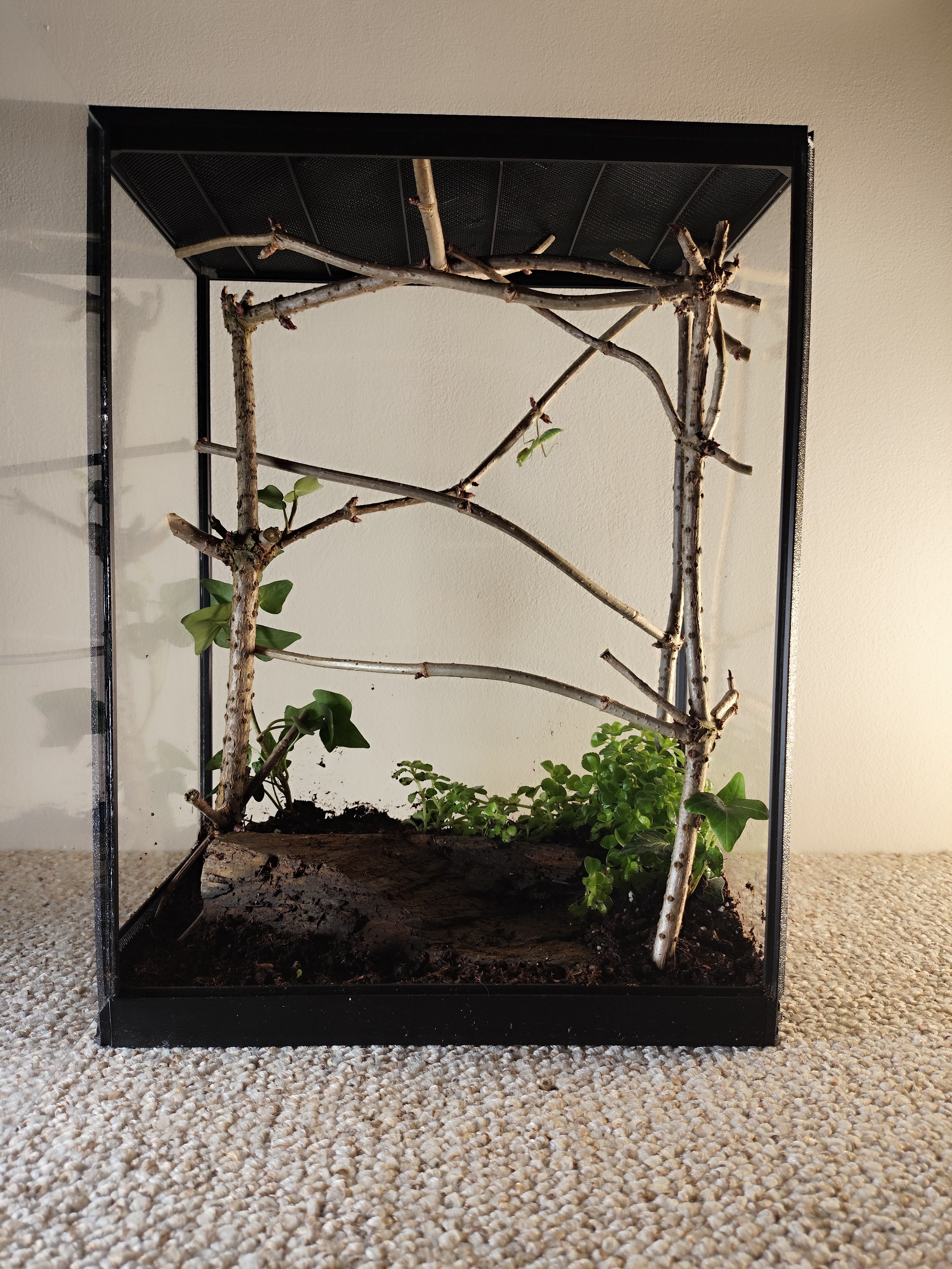 Terarrium 32 × 25 × 15 cm - Insectarium