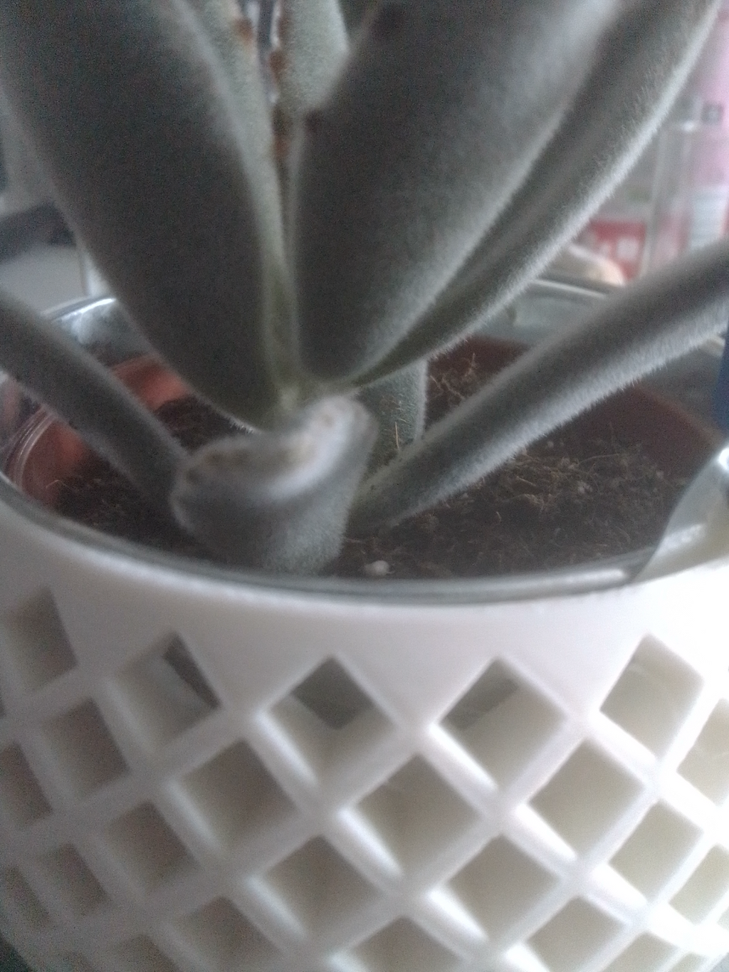 Plant pot with handle
