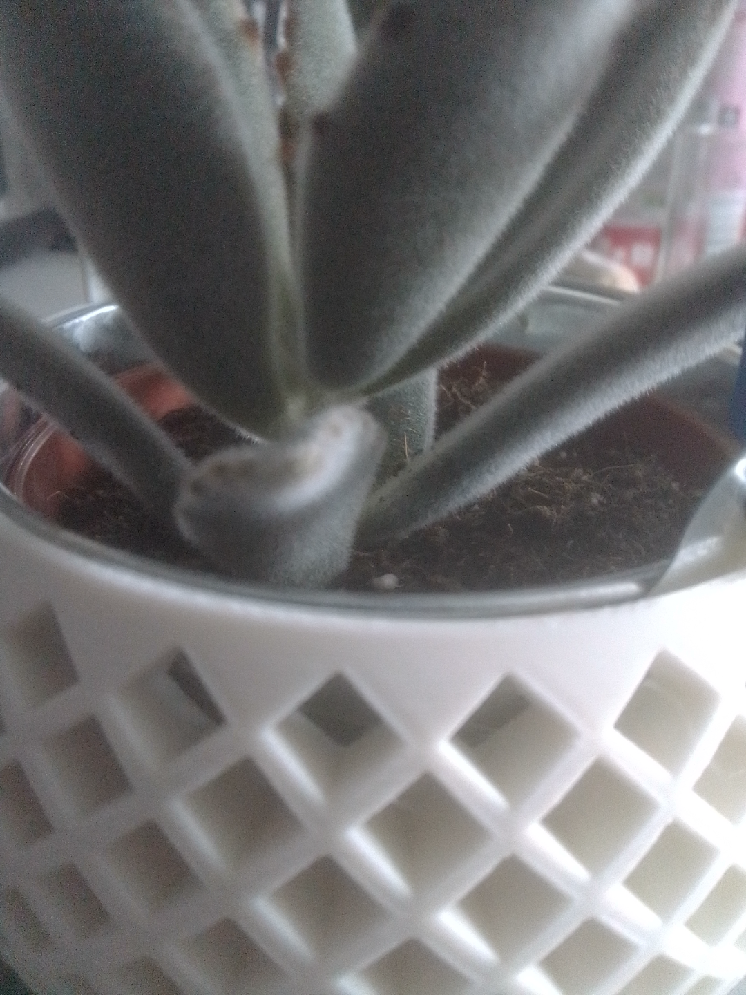 Plant pot with handle