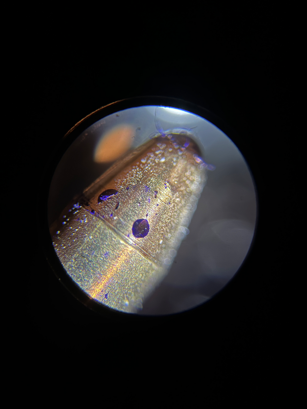 Microscope Phone Camera Adapter