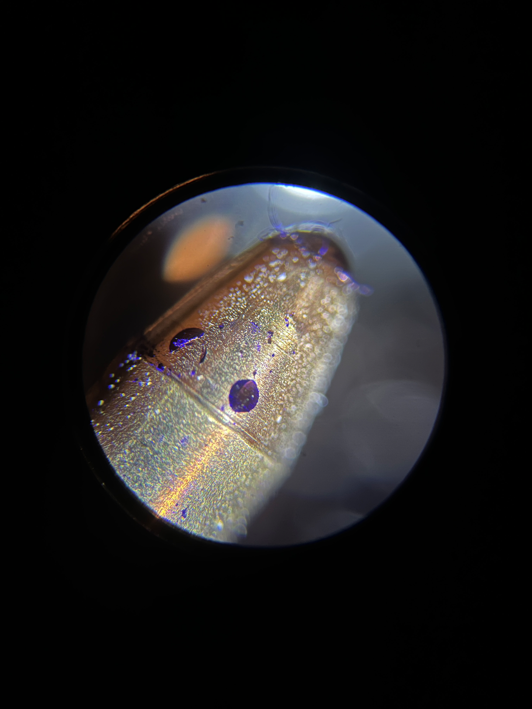 Microscope Phone Camera Adapter