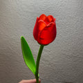 Beautiful Tulip with Stem