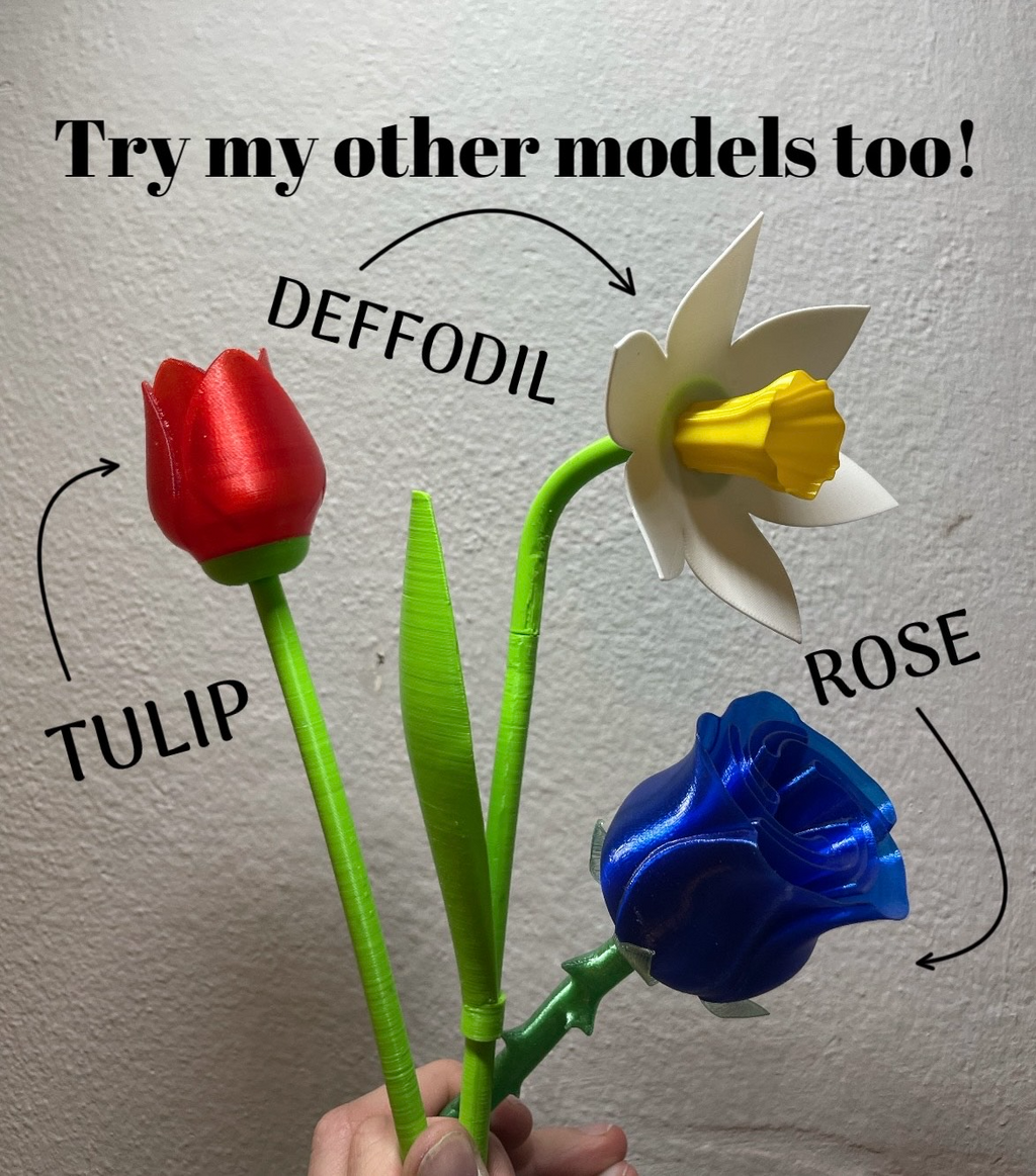 Beautiful Tulip with Stem